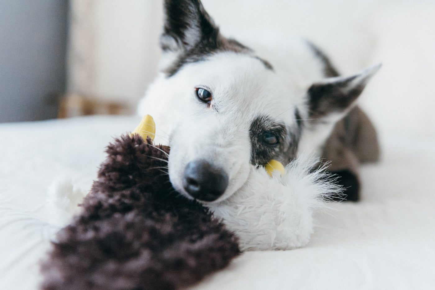 Edgar the Eagle Plush Dog Toy - Fetching Flock™ Chew-Resistant Squeaky Stuffed Animal for Medium & Large Dogs | Perfect for Fetch, Tug-of-War & Cuddling | Pet P.L.A.Y.