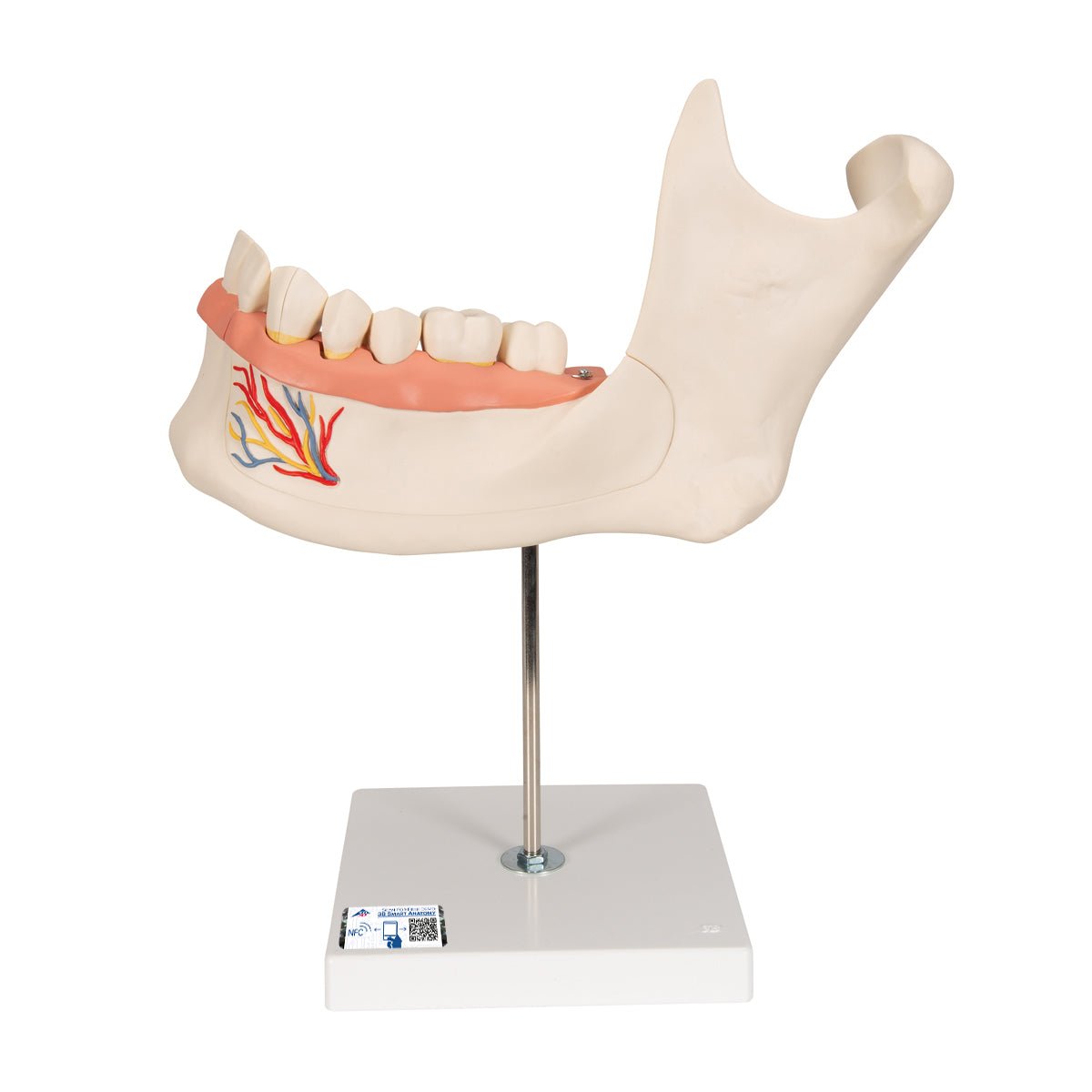 Half Lower Jaw Model - 3X Full Size, 6-Part Dental Anatomy Demonstration for Dental Students & Professionals | Perfect for Classroom Teaching & Medical Study