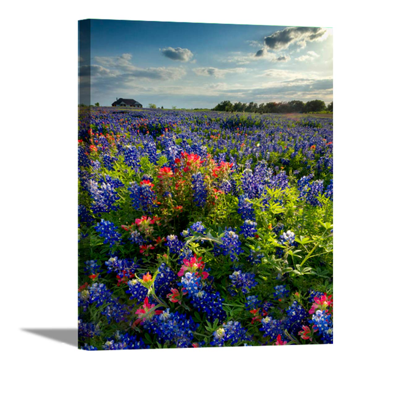 Blue Bonnet Field IV - Premium Canvas or Framed Wall Art Print - Multiple Size Options - Perfect for Living Room, Bedroom & Office Decor