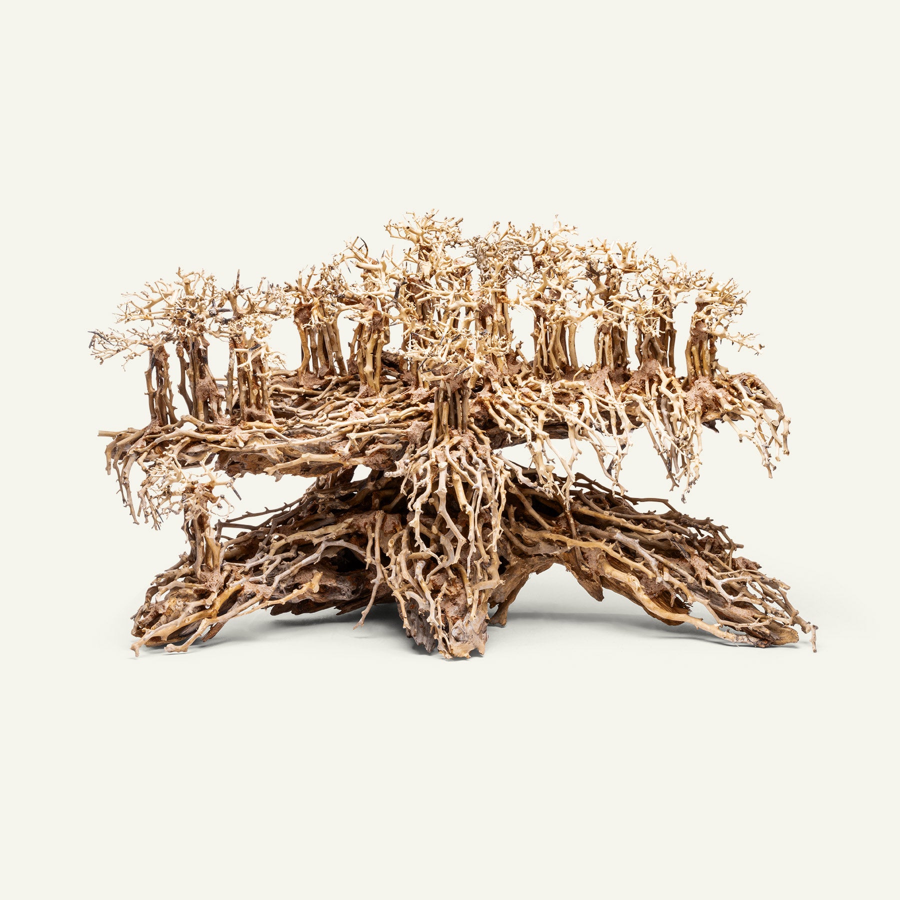 UNS Bonsai 017 - Premium Miniature Bonsai Tree for Home & Office Decor | Perfect Gift for Plant Lovers & Zen Garden Enthusiasts