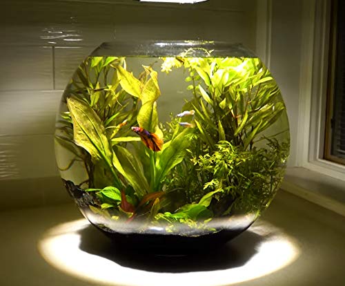 Large Glass Vase 19 Inch Diameter - 16 Inch Height Clear Round Bubble Vase for Flowers | Multiple Size Options | Wedding Centerpiece, Home Decor, Terrarium Planter | Perfect for Living Room, Dining Table & Event Decorations (VBW1916)