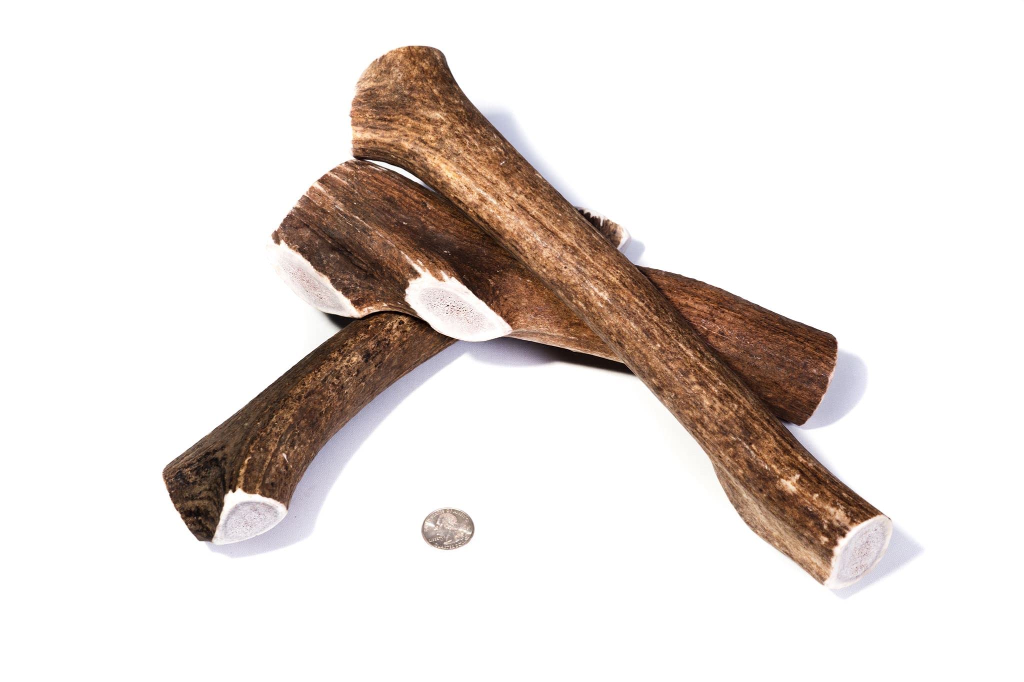 Premium A/#1 Grade Elk Antler Dog Chew for Aggressive Chewers - All-Natural, Cruelty Free, Non-Splintering Dog Bone - Naturally Shed in USA by Powder Hound Pet Co. (Monster Size) - Perfect for Teething Puppies, Dental Health & Long-Lasting Chewing Satisfaction