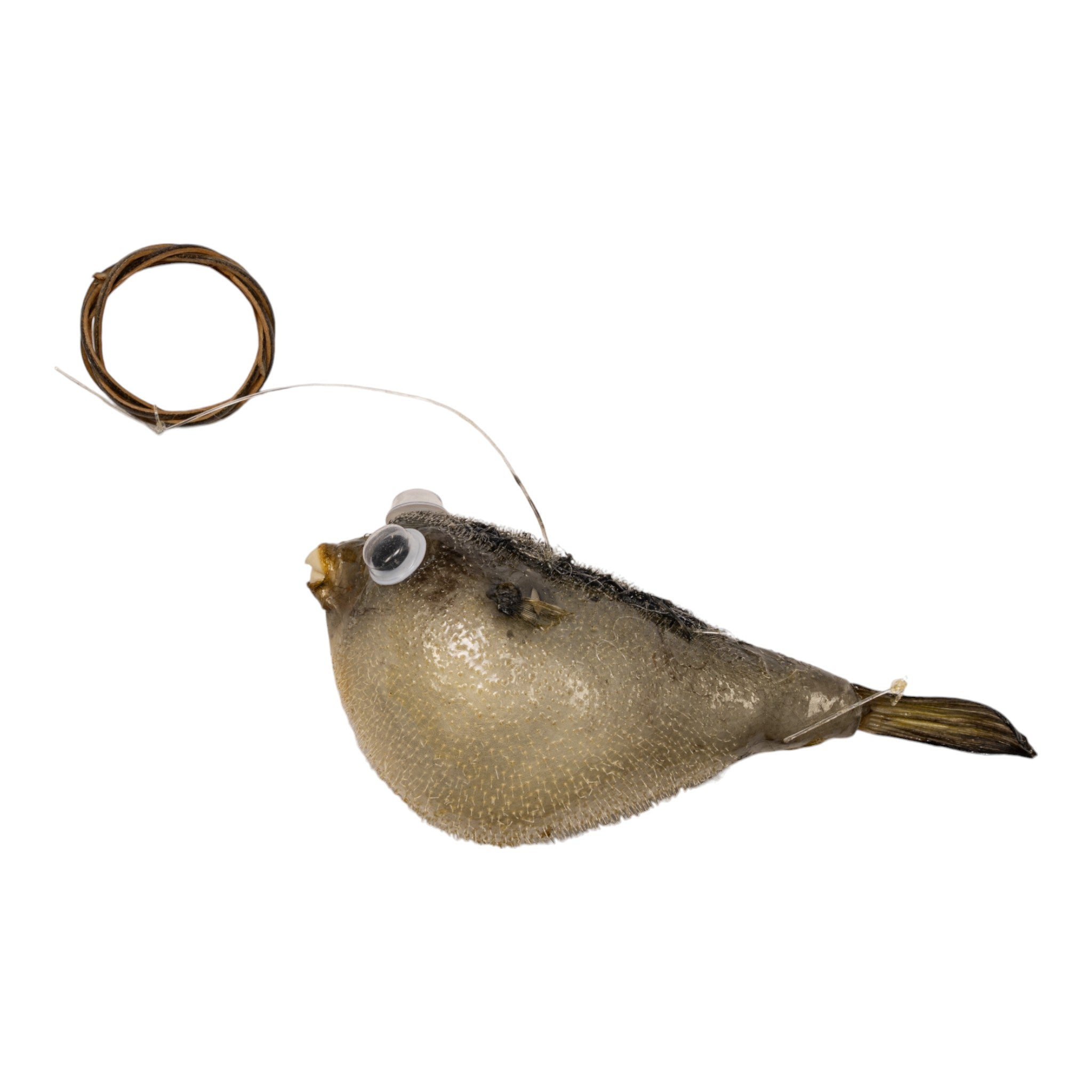 2-3 Inch Real Pufferfish on String - Unique Home Decor & Conversation Piece for Coastal Theme, Beach House, or Aquarium Display