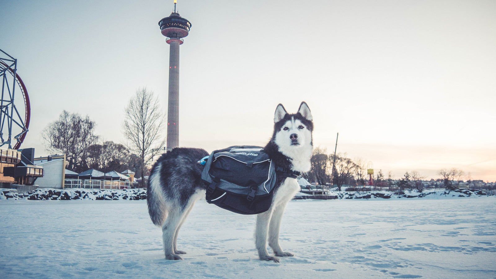 Non Stop Dog Wear: Amundsen Pack - Durable Dog Backpack for Hiking, Camping & Outdoor Adventures - Adjustable & Waterproof Canine Gear for Active Pets