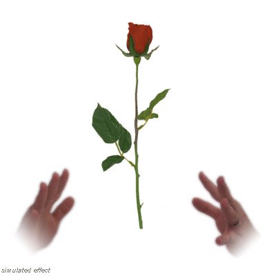 Visual Magic Simplex Floating Rose - Elegant Levitating Flower Gift for Home Decor, Wedding Centerpiece & Romantic Occasions | David R. Evangelista Design