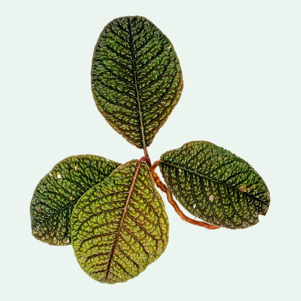 Ardisia Dino - Premium Indoor House Plant for Home & Office Decor | Perfect for Living Rooms, Bedrooms & Workspaces