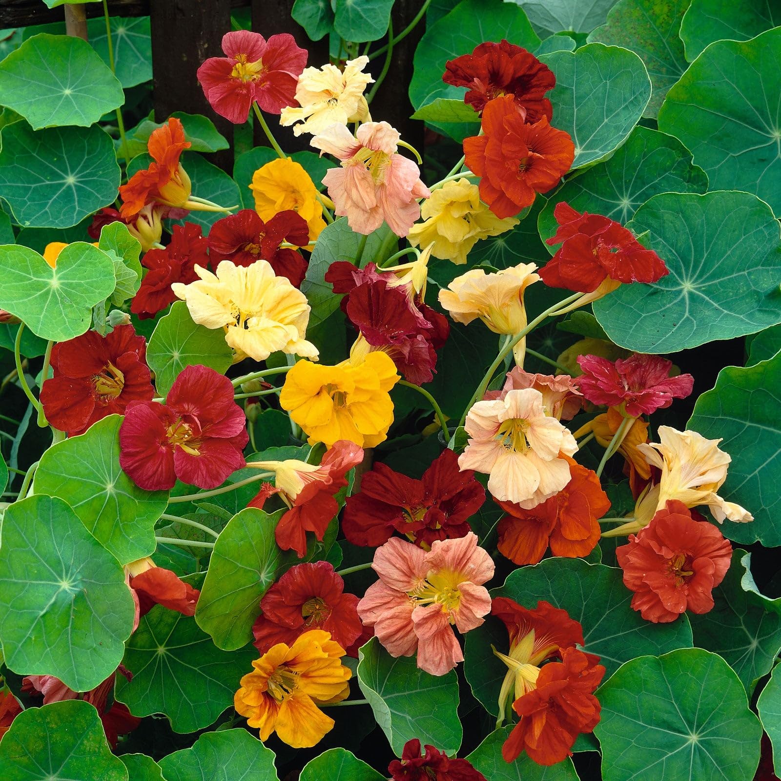 Eden Brothers Non-GMO Nasturtium Seeds - Double Gleam Mix 1oz | Easy to Grow Flower Seeds for Spring Planting in USDA Zones 3-10 | Perfect for Garden Borders, Containers & Edible Landscaping