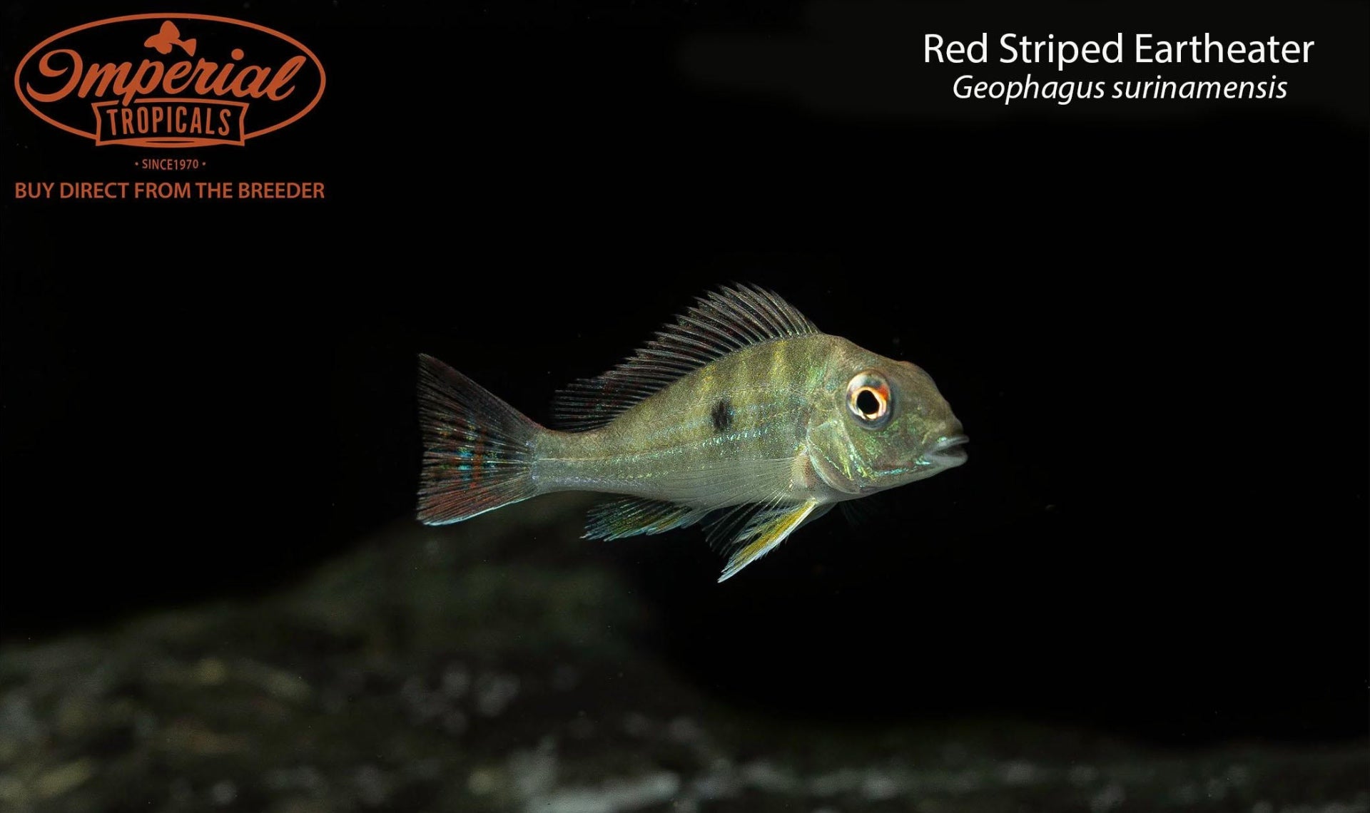 Red Striped Eartheater Cichlid Fish - Live Freshwater Aquarium Fish for Home & Office Tanks - Perfect for Community Aquariums and Fish Breeding