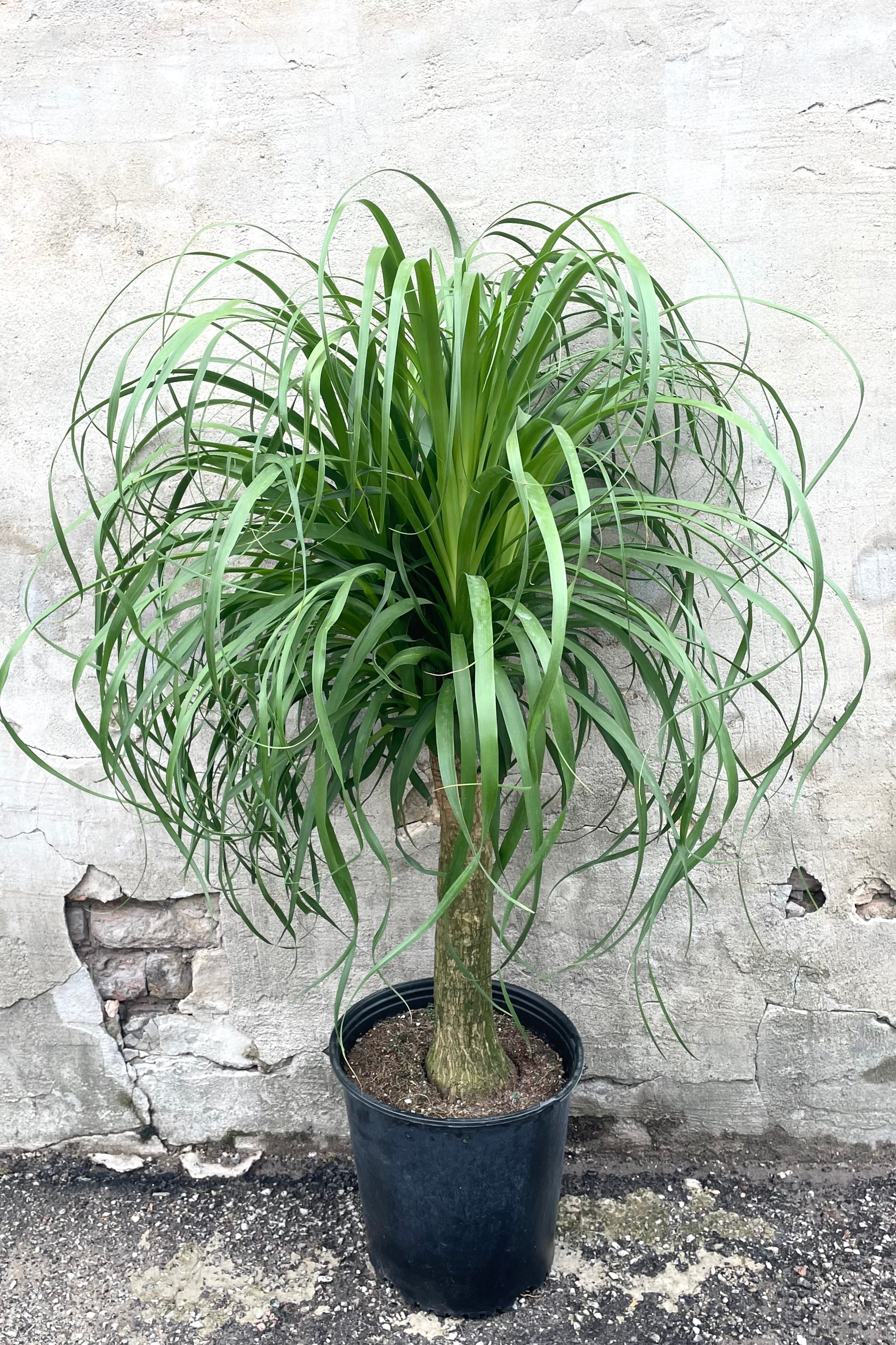 Beaucarnea Recurvata Ponytail Palm - 12 Inch Indoor Plant for Home & Office Decor | Low Maintenance Houseplant for Living Room, Bedroom, or Desk