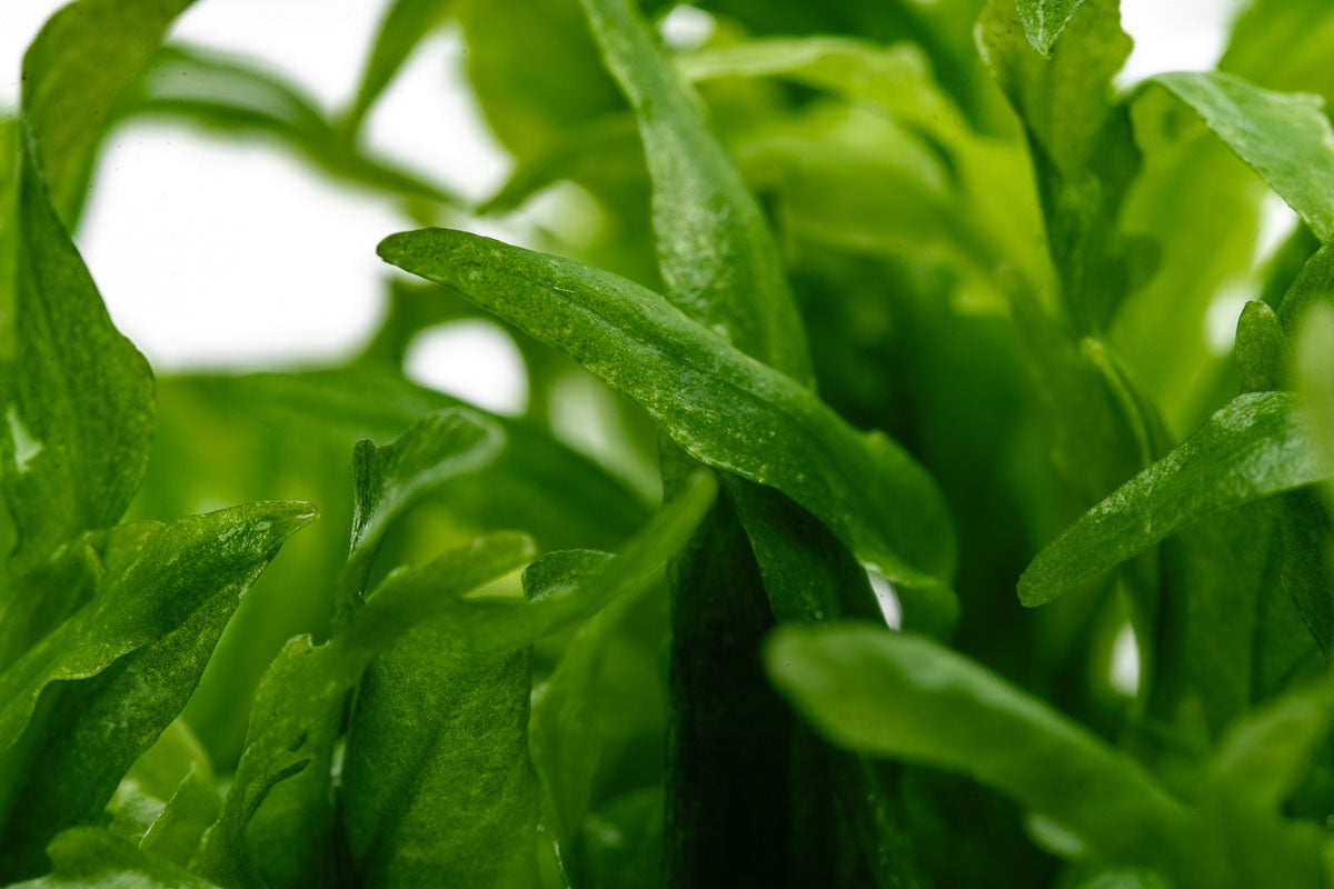 Hygrophila Odora Tissue Culture - Live Aquatic Plant for Freshwater Aquariums | Easy Care & Fast Growing | Perfect for Fish Tanks, Aquascaping & Planted Aquariums