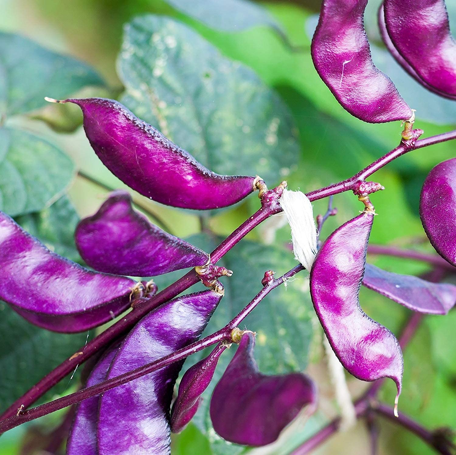 Purple Hyacinth Bean Seeds - Non-GMO, Open Pollinated for Planting - Garden & Home Decor