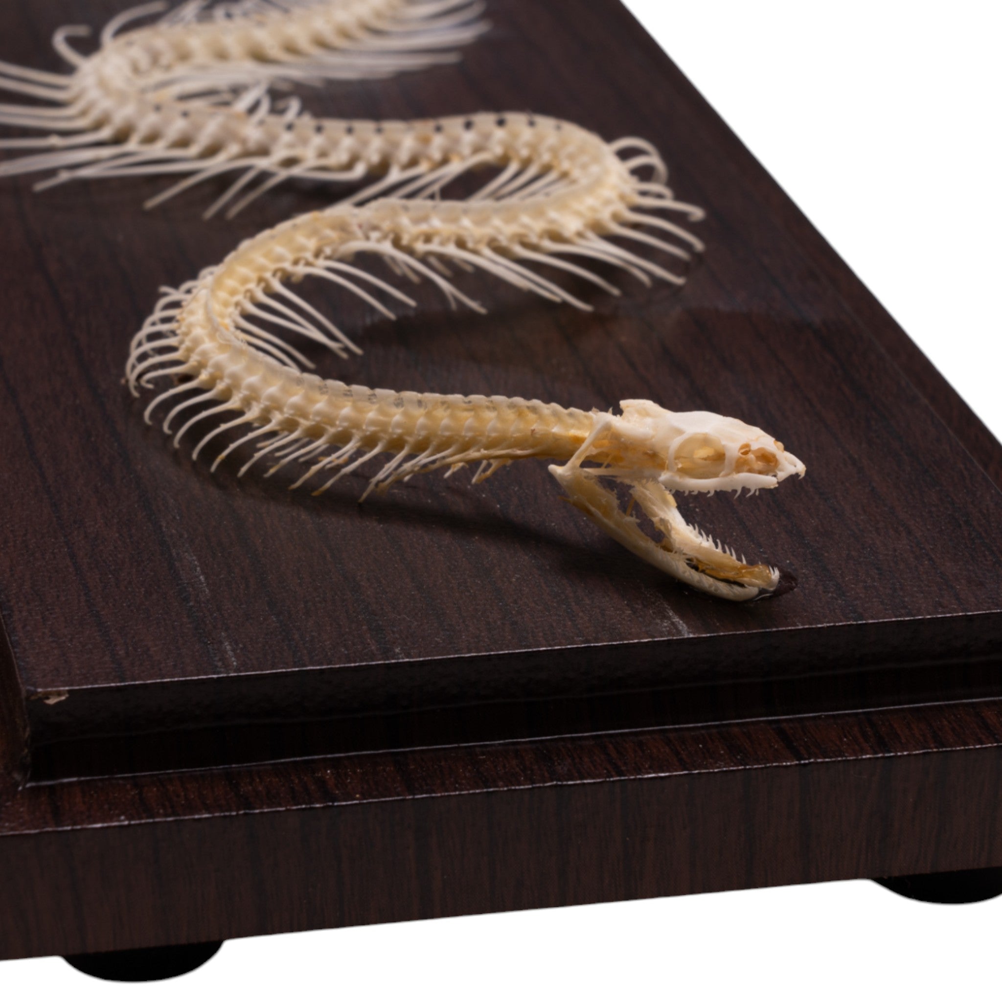 Non-Venomous Snake Skeleton Specimen - Authentic Reptile Display for Science Education & Home Decor | Perfect for Biology Classrooms, Halloween Decor, and Gothic Collections