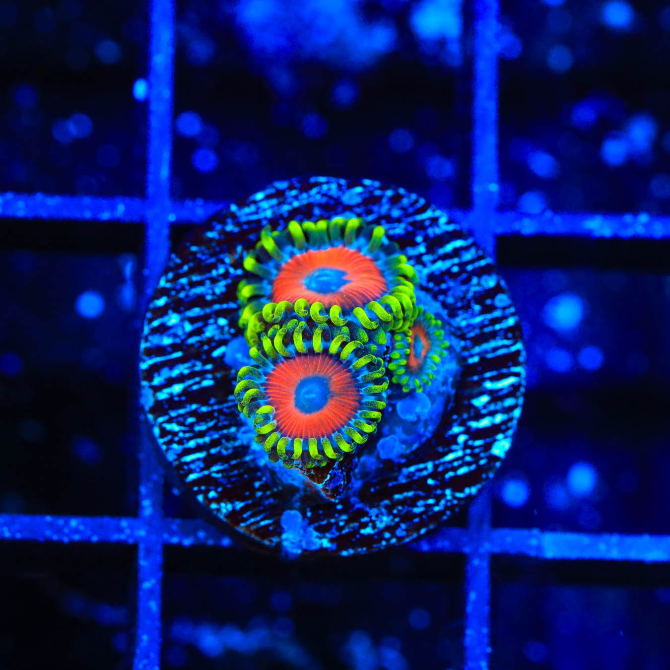 Premium ECC Eagle Eye Zoanthids Coral for Saltwater Aquariums | Vibrant Color & Easy Care | Perfect for Reef Tanks & Marine Displays