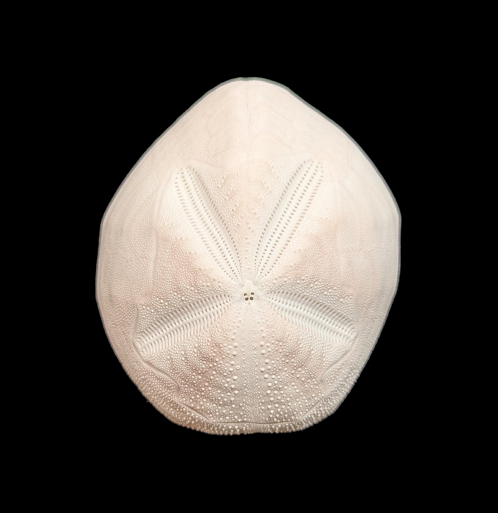 Pink Sea Gopher Urchin - Unique Marine Decor for Aquariums & Beach Themed Home Decor | Perfect for Coastal Style Living Rooms, Office Desks, and Wedding Centerpieces