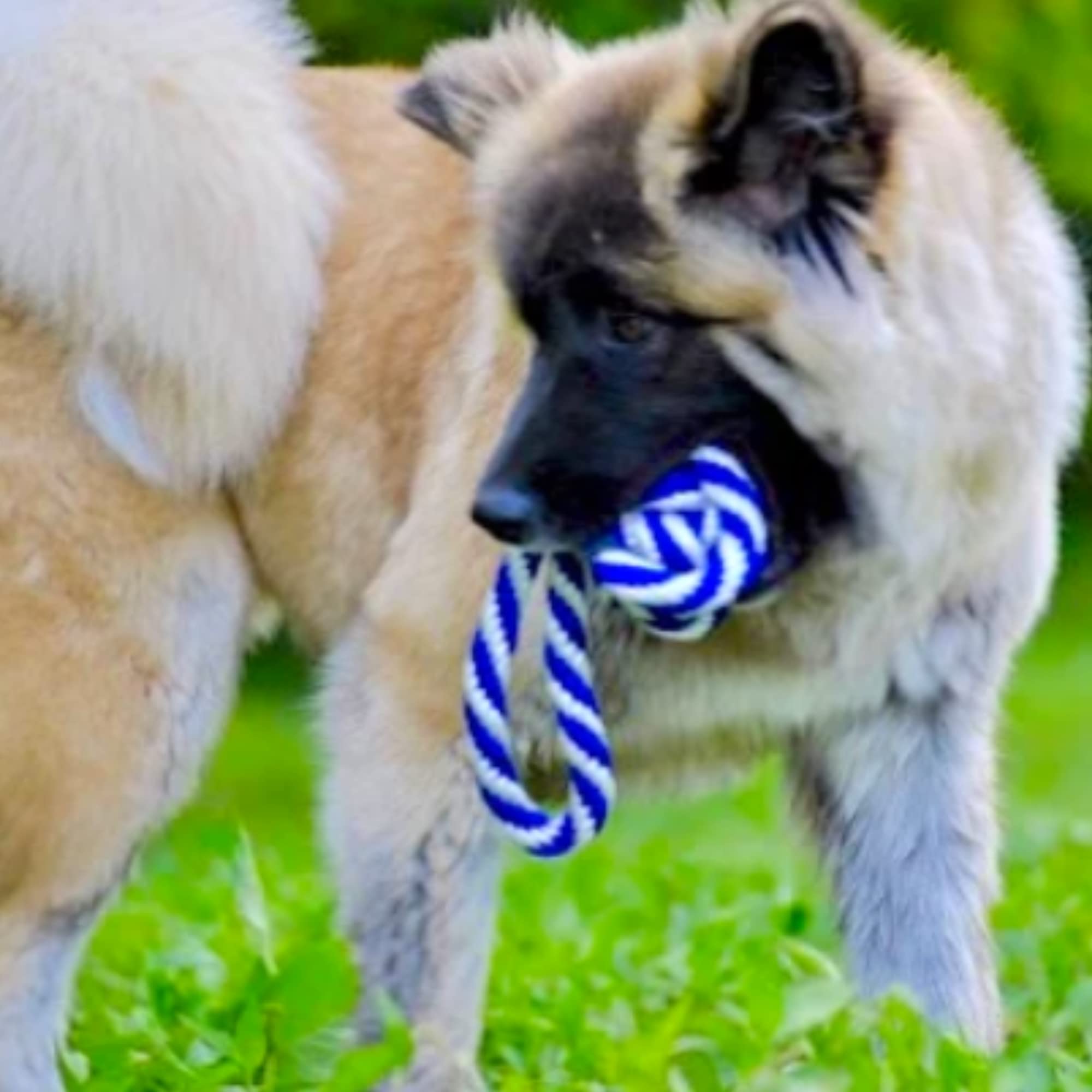 Durable Monkey Fist Rope Dog Toy for Aggressive Chewers - Interactive Play & Teeth Cleaning for Medium & Large Dogs - Perfect for Outdoor Fetch & Indoor Tug-of-War Games