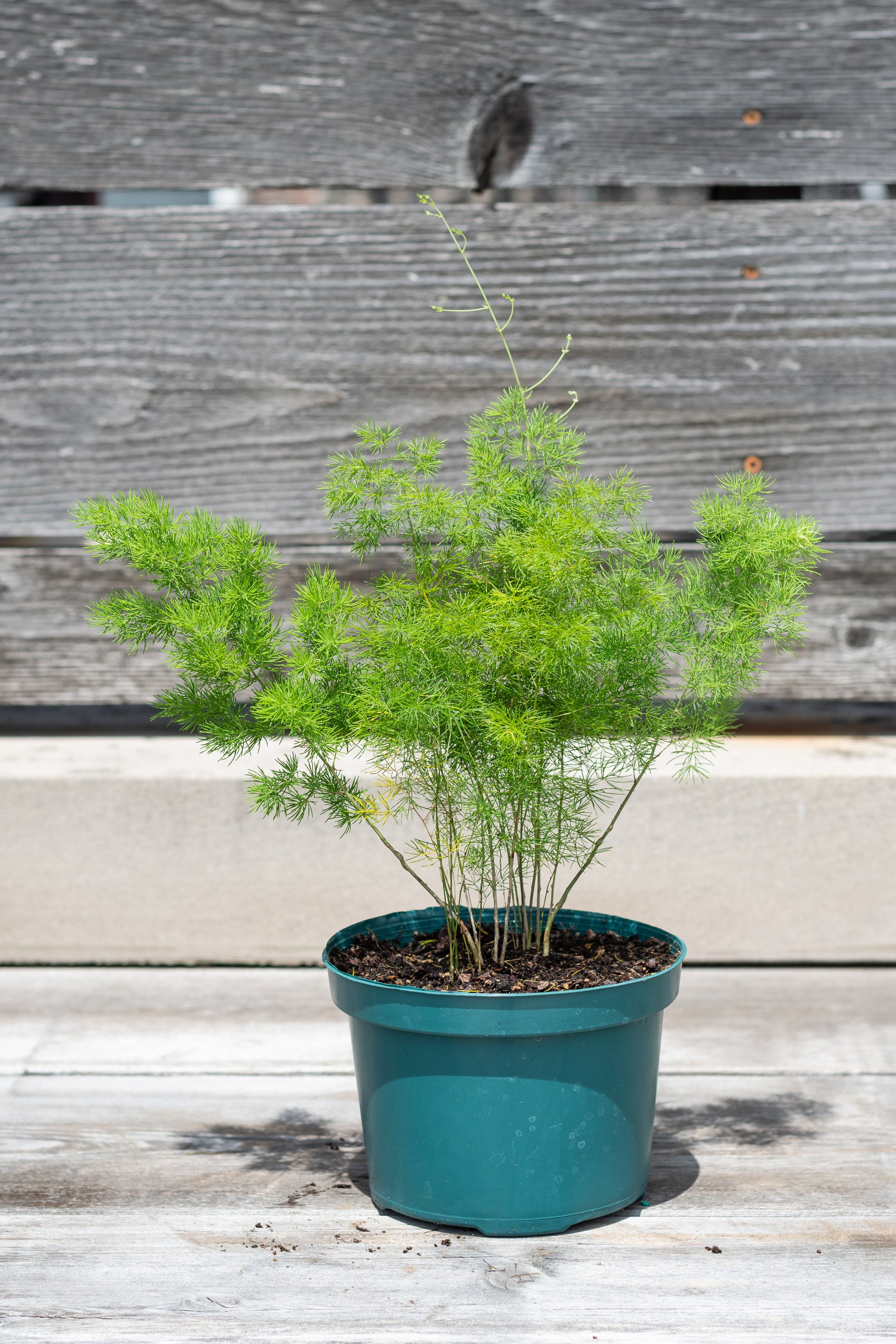 Buy Asparagus Retrofractus (Ming Fern) - 6 Pack | Unique Indoor & Outdoor Hanging Plants for Home Decor, Office, and Garden