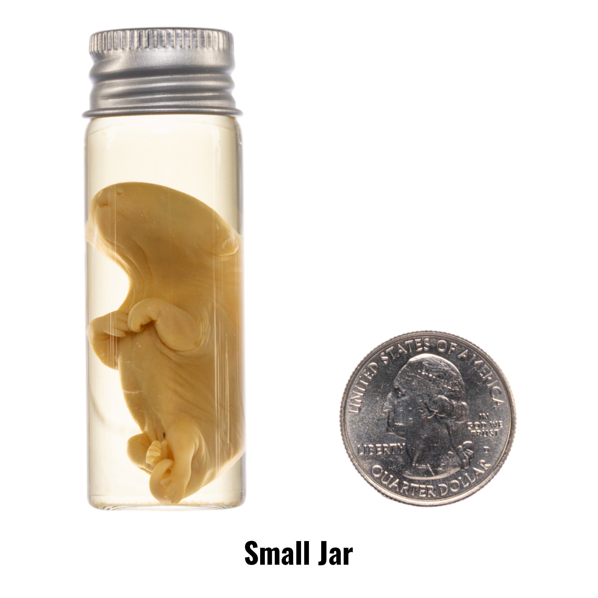 Preserved Opossum Pup Wet Specimen in Alcohol - Authentic Biological Specimen for Science Education & Taxidermy Collectors | Perfect for Classroom Labs, Research & Oddity Displays