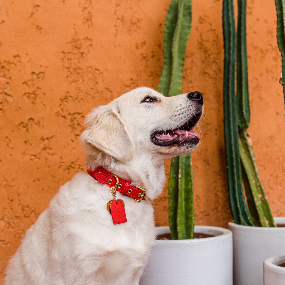 Premium Red Leather Dog Collar with Rhinestones - Adjustable & Comfortable for Small to Medium Dogs - Perfect for Walks, Training & Special Occasions