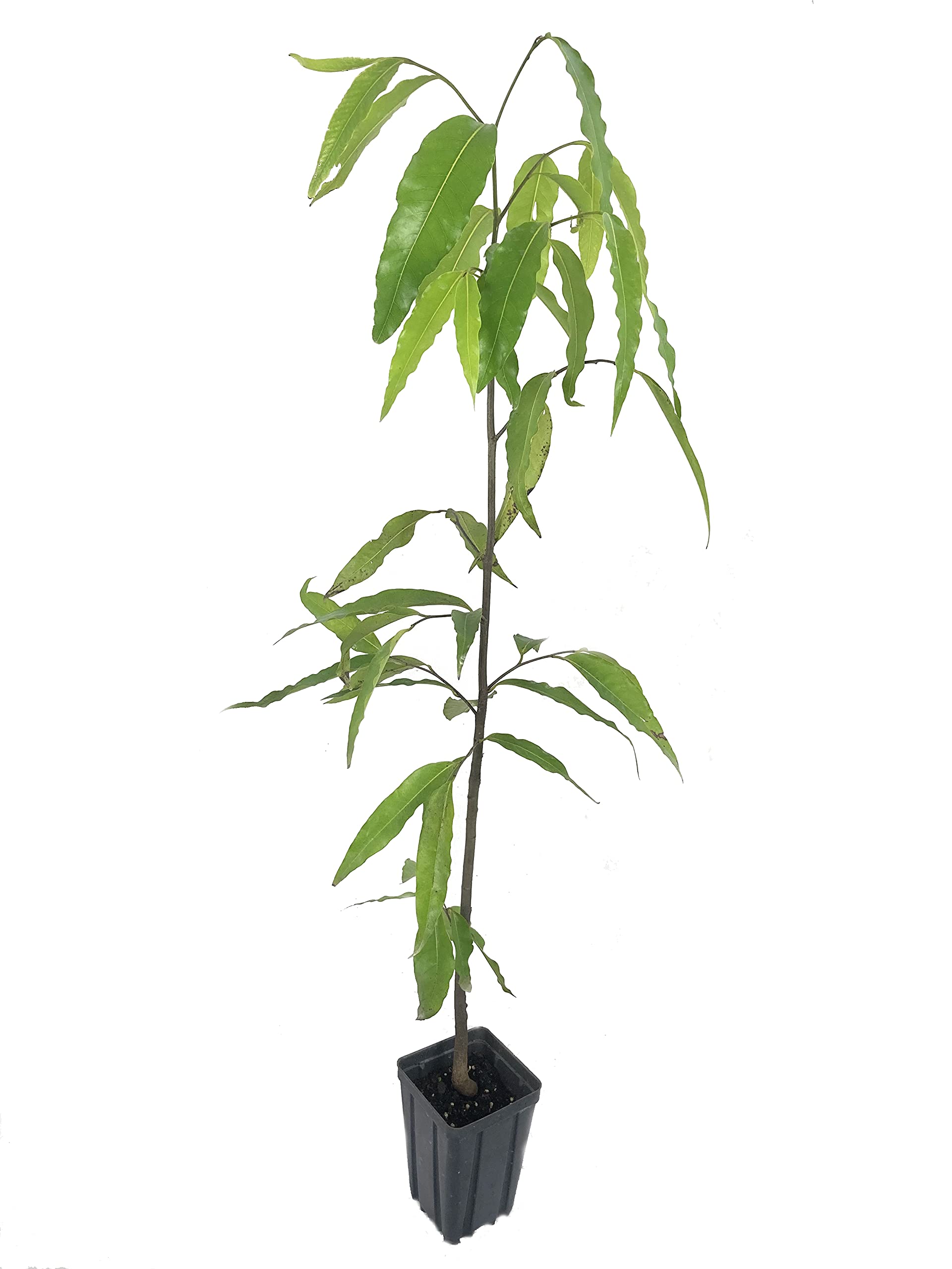 Polyalthia Longifolia (Mast Tree) - 5 Live Plants in 4 Inch Growers Pots - Extremely Rare Ornamental Trees for Landscaping, Indoor Decor & Tropical Gardens