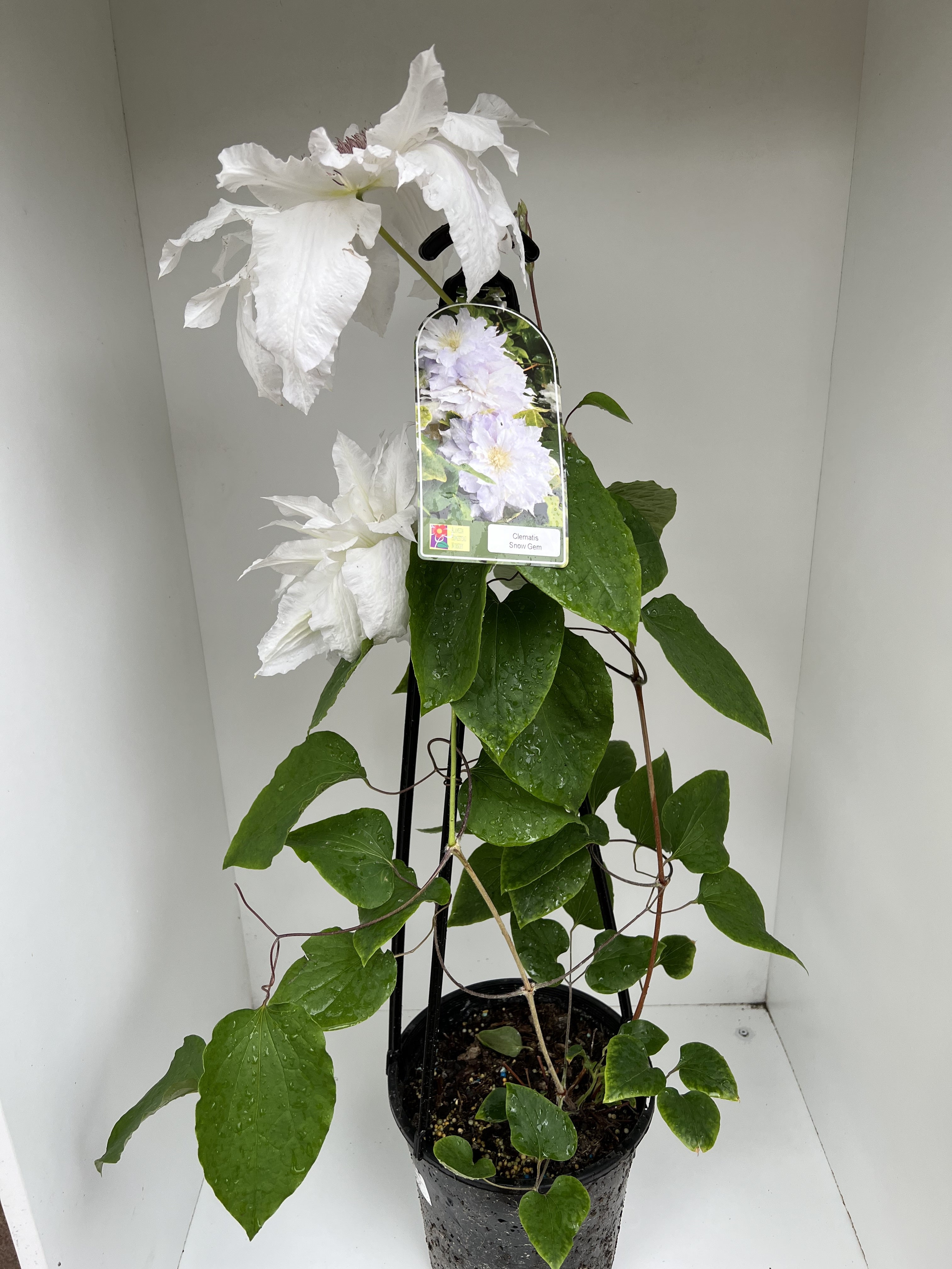 Clematis 'Snow Gem' - Beautiful White Flowering Vine for Gardens, Fences & Trellises | Perfect for Outdoor Landscaping & Decoration