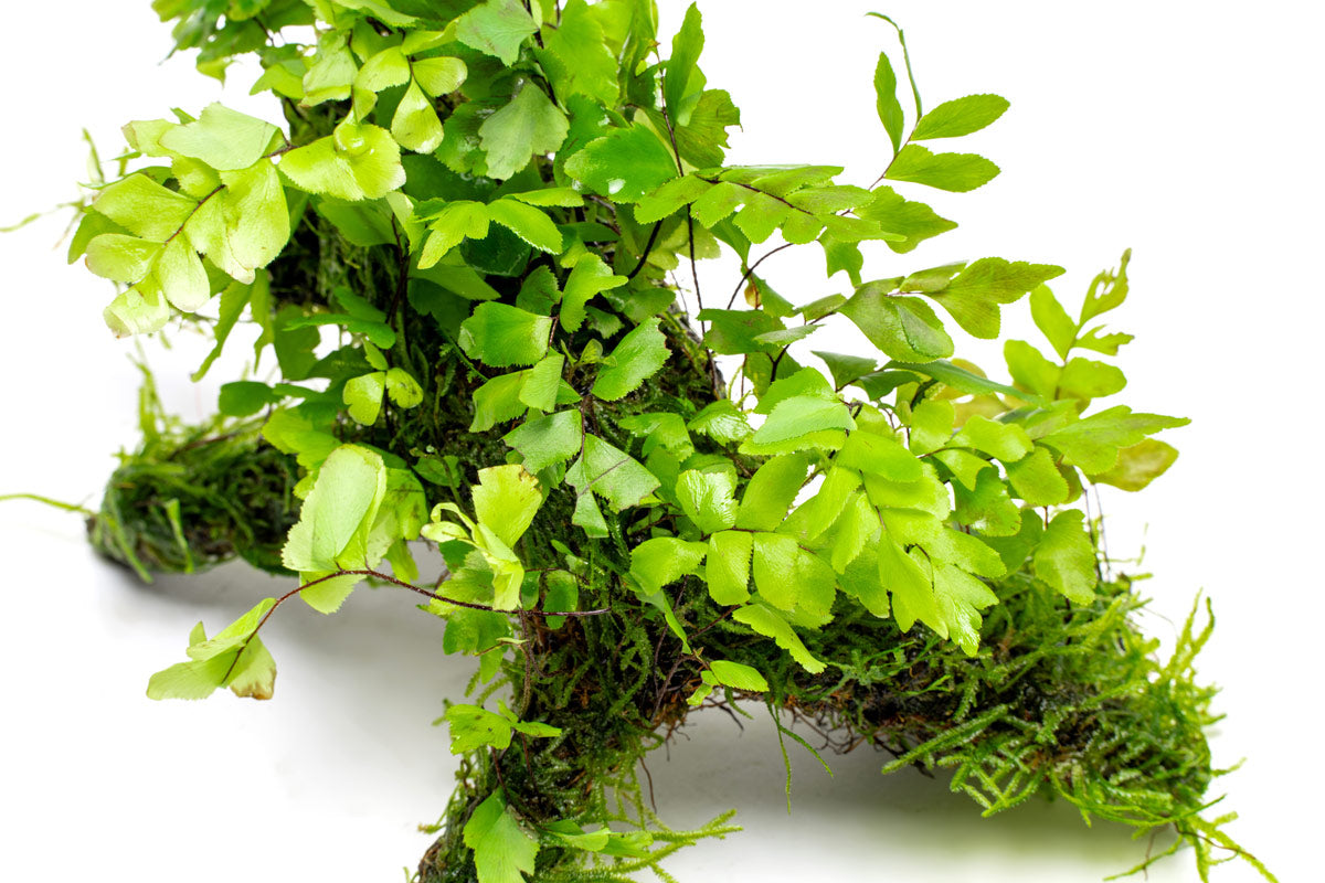 Adiantum Capillus Veneris & Moss Driftwood - Natural Decorative Wood for Aquariums, Terrariums & Home Decor