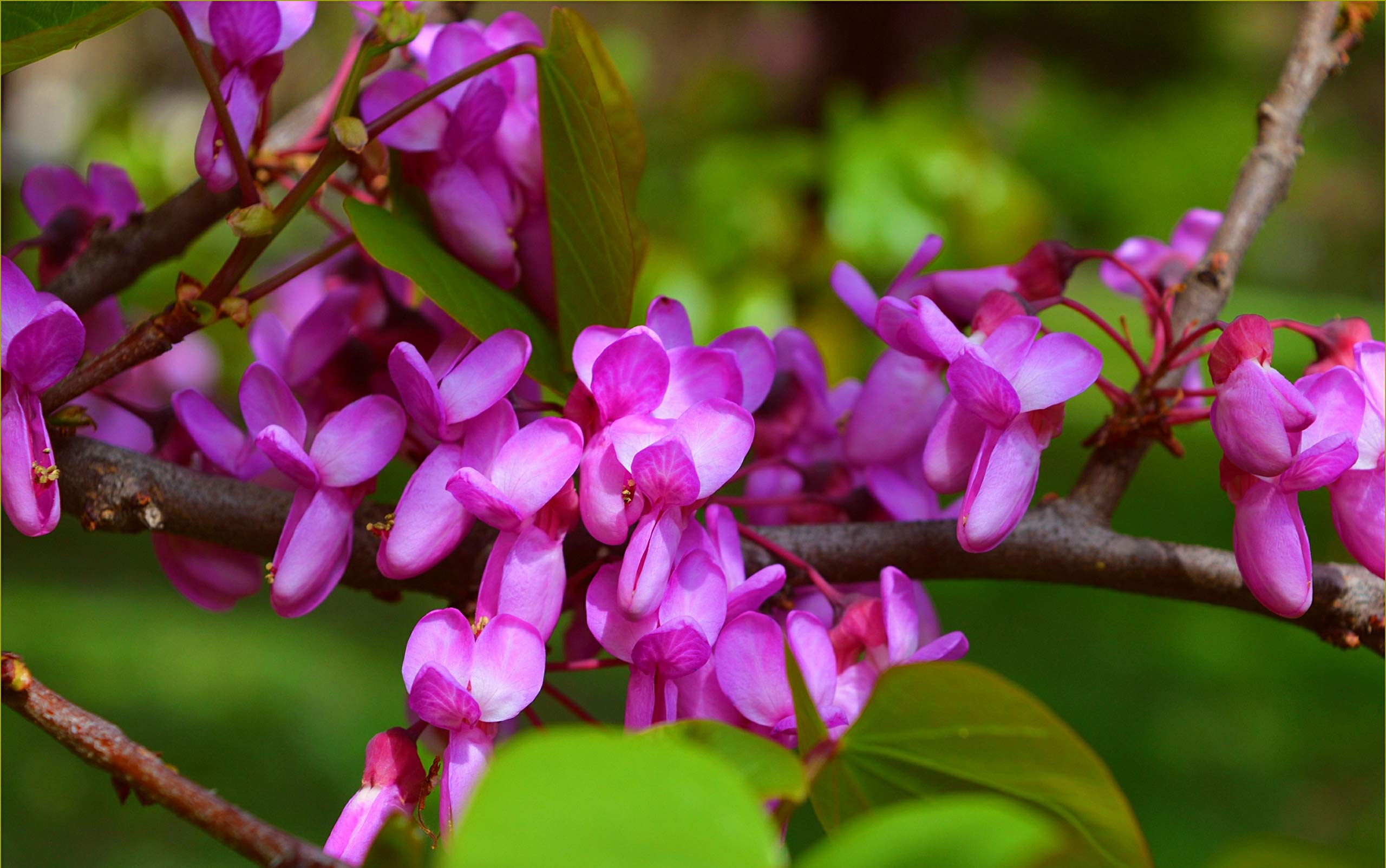 Judas Tree Bonsai Seeds (Cercis Siliquastrum) - 15 European Redbud Flowering Seeds for Planting, Beautiful Pink Sakura-Like Blooms - Perfect for Home Gardens, Bonsai Cultivation, and Romantic Landscaping