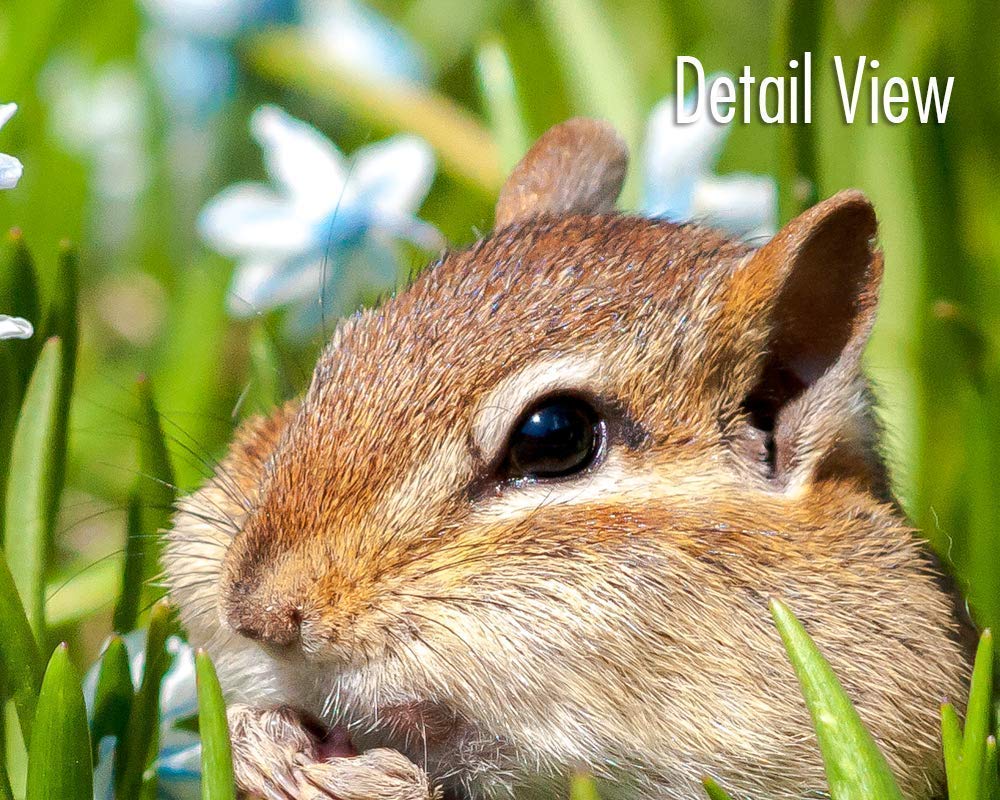 Chipmunk Wall Art Photography - Cute Wildlife Decor for Living Room, Bedroom & Office | Nature-Inspired Home Decor