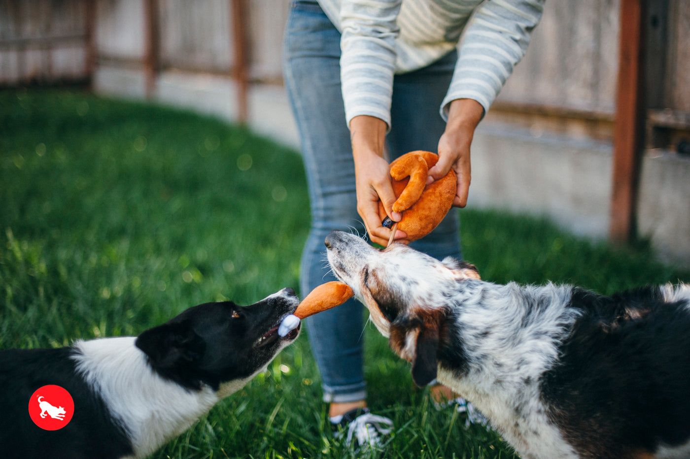 El Pavo Entero Holiday Classic™ Dog Plush Toy - Soft & Durable Chew Toy for Small & Large Dogs | Perfect for Thanksgiving, Christmas & Playtime Fun | Pet P.L.A.Y.