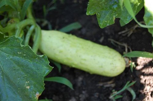 50 White Wonder Cucumber Seeds (Cucumis Sativus) - Fresh, Heirloom Variety for Home Gardening, Salads & Pickling