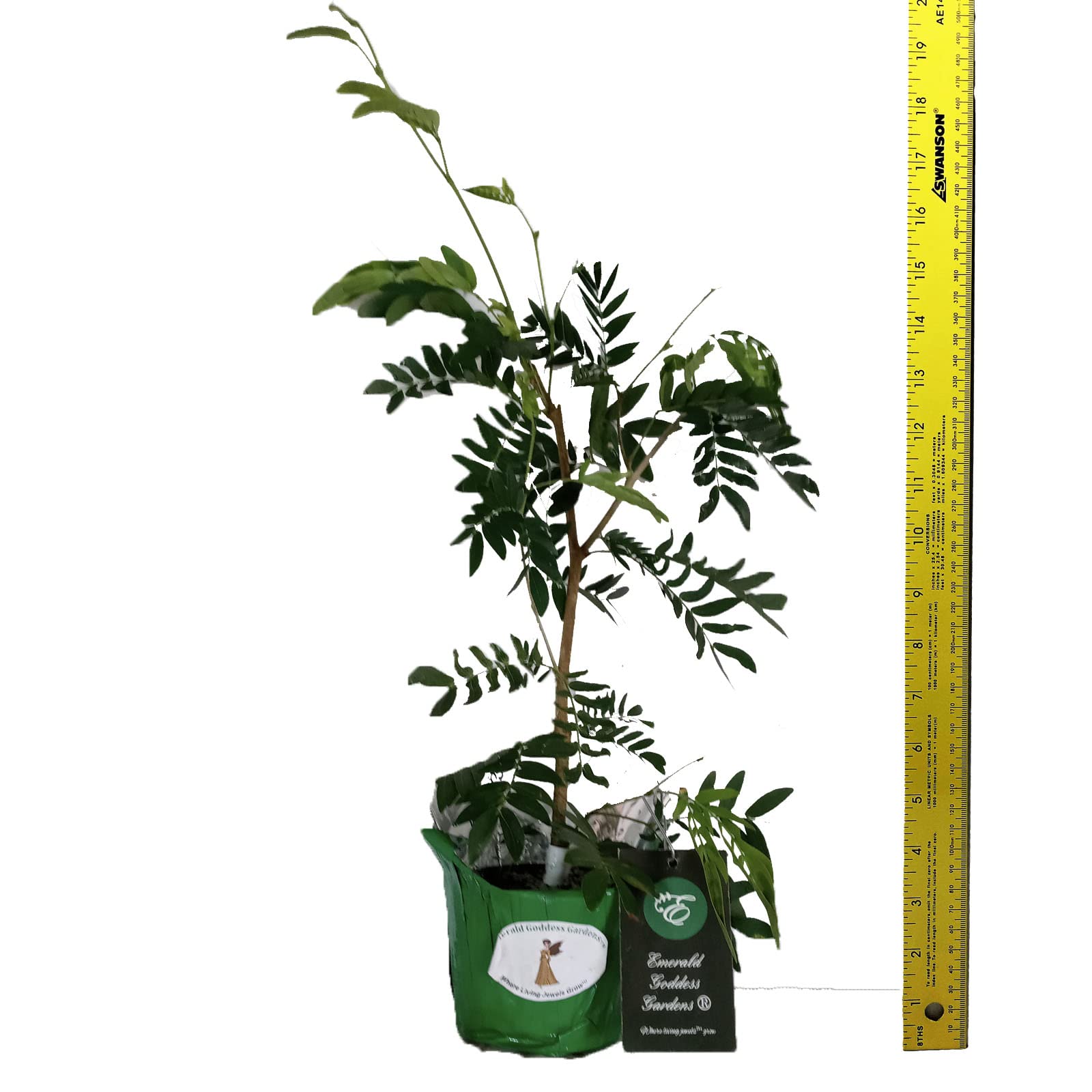Pink Powder Puff Tree Live Plant (Calliandra Surinamensis) - 4 Inch Pot Bonsai Starter with Unique Rose Cascade Flowers | Indoor/Outdoor Decoration, Gift Idea & Tropical Garden Accent