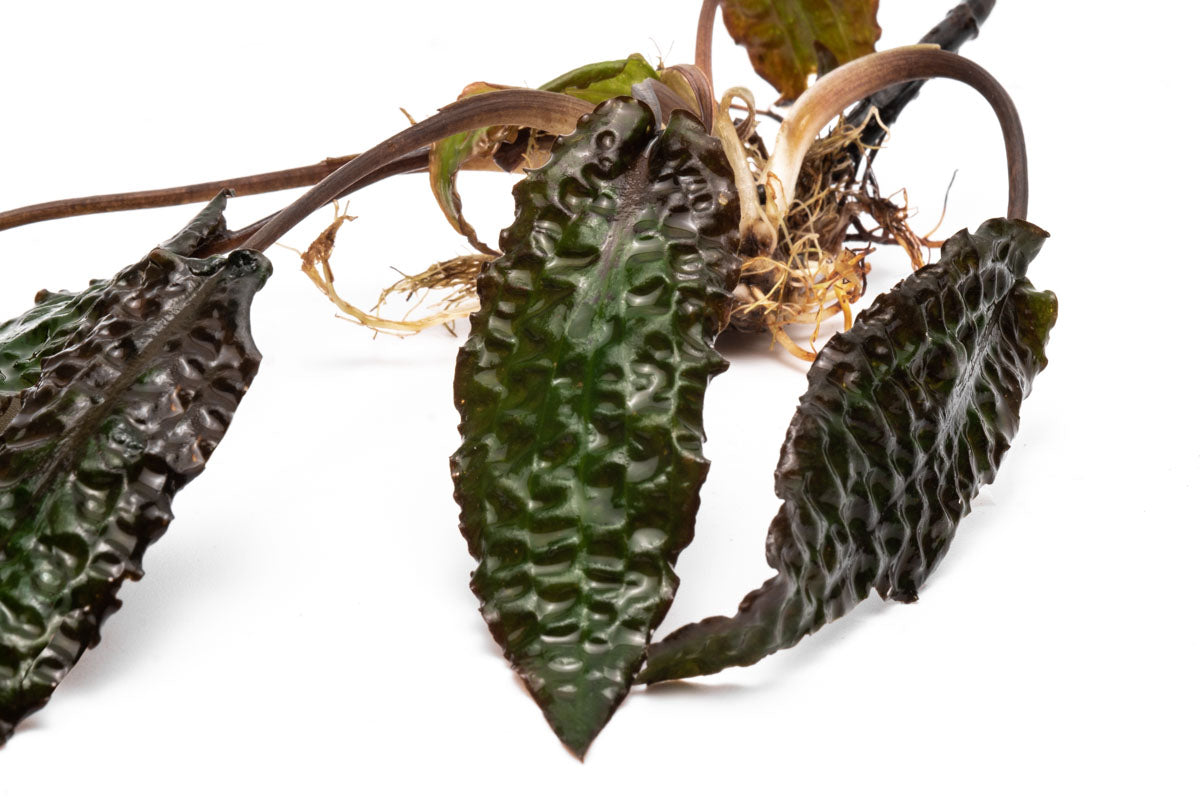 Cryptocoryne Keii Live Aquarium Plant - Easy Care Freshwater Aquatic Plant for Fish Tanks & Aquascaping | Perfect for Beginners & Low-Tech Aquariums