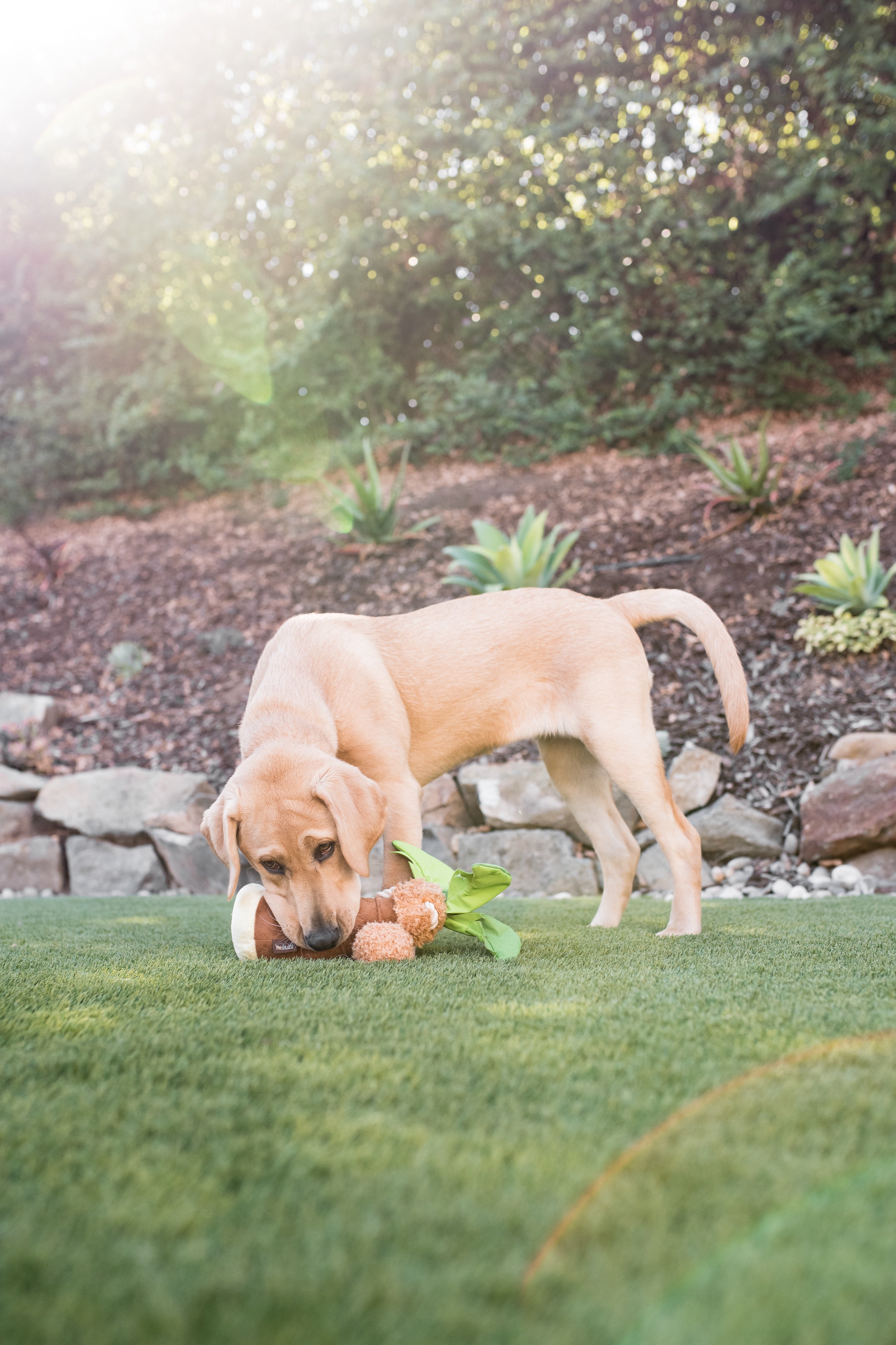 Tropical Paradise™ Dog Plush Toy - La Palma Soft Chew Toy for Dogs | Durable & Safe Pet Play | Perfect for Indoor & Outdoor Playtime