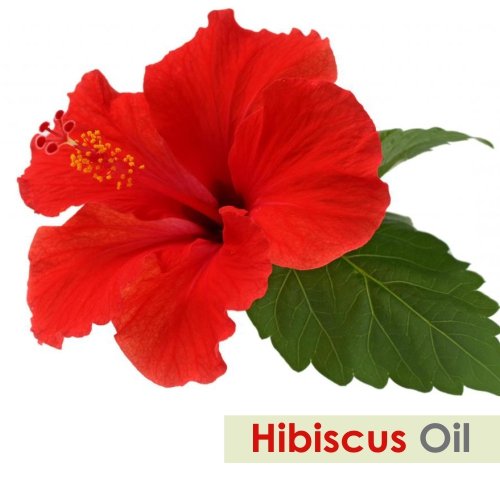 100% Pure Hibiscus Sabdariffa Essential Oil - Natural Cold Pressed Therapeutic Oil in Amber Glass Bottle (16.9 fl oz with Dropper) for Aromatherapy, Massage & Skin Care