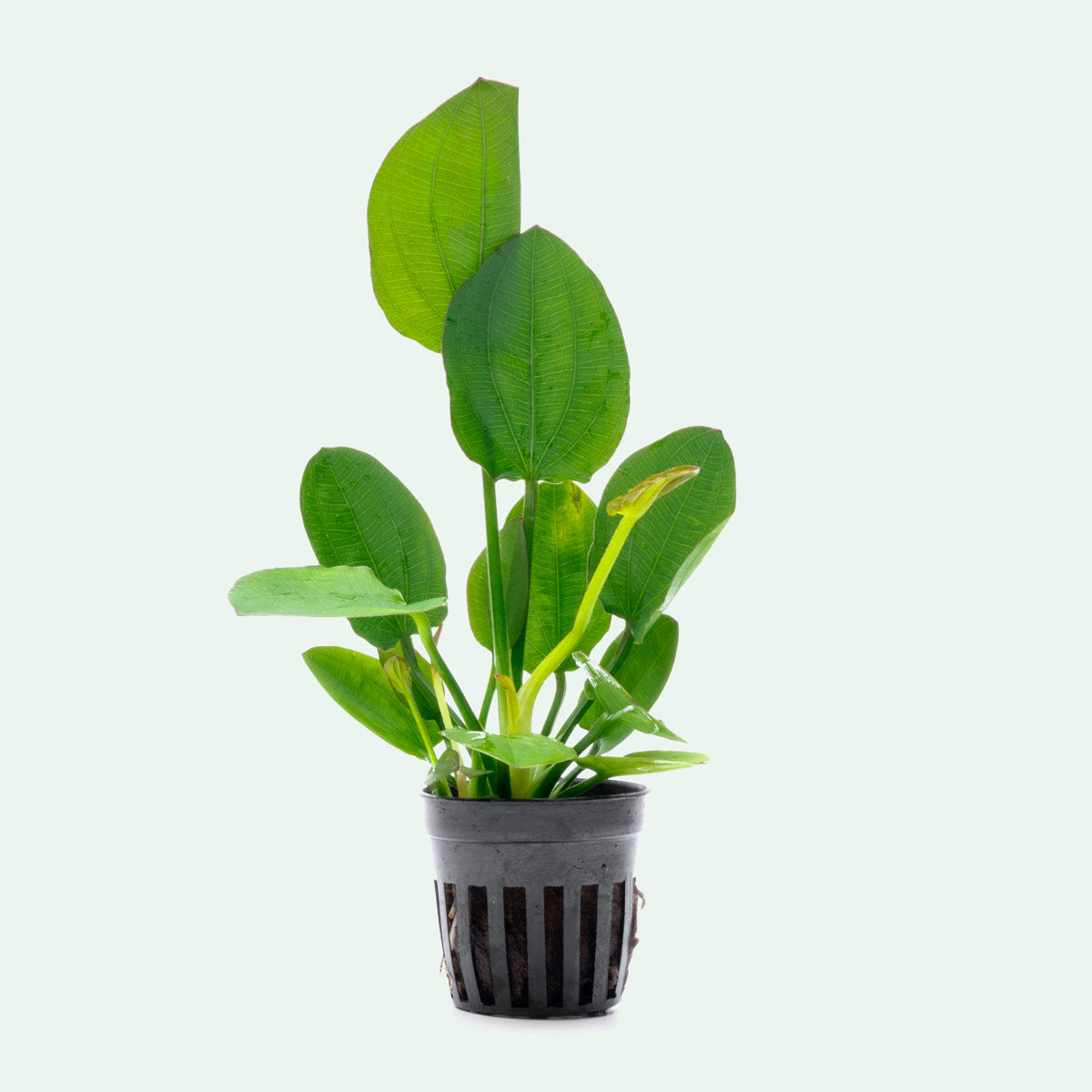 Echinodorus Horizontalis Live Aquarium Plant - Easy Care Freshwater Aquatic Plant for Fish Tanks & Aquascaping | Perfect for Beginners & Planted Aquariums
