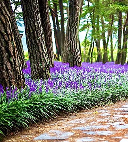 Big Blue Liriope Muscari Plants - 2 Pack Gallon Size | Low Maintenance Drought Tolerant Evergreen Ground Cover | Perfect for Borders, Landscaping & Container Gardens