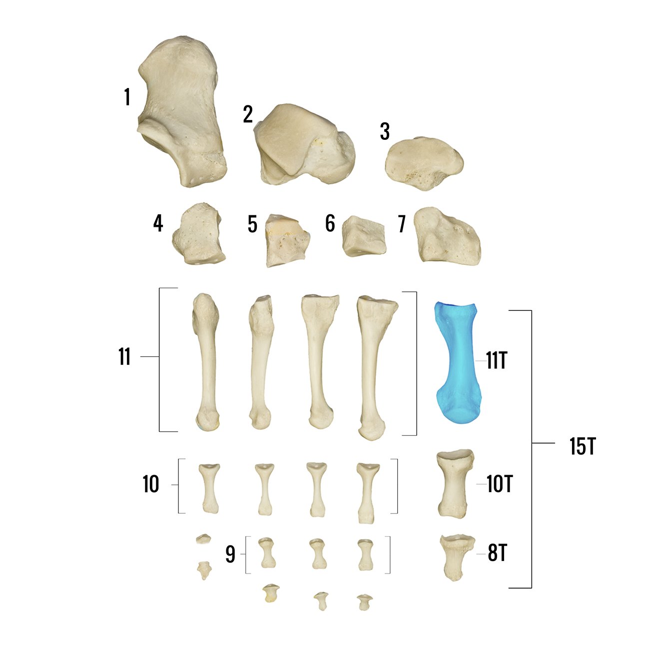 Real Human Foot Skeleton Model - Anatomically Accurate Individual Bones for Medical Study, Education & Display