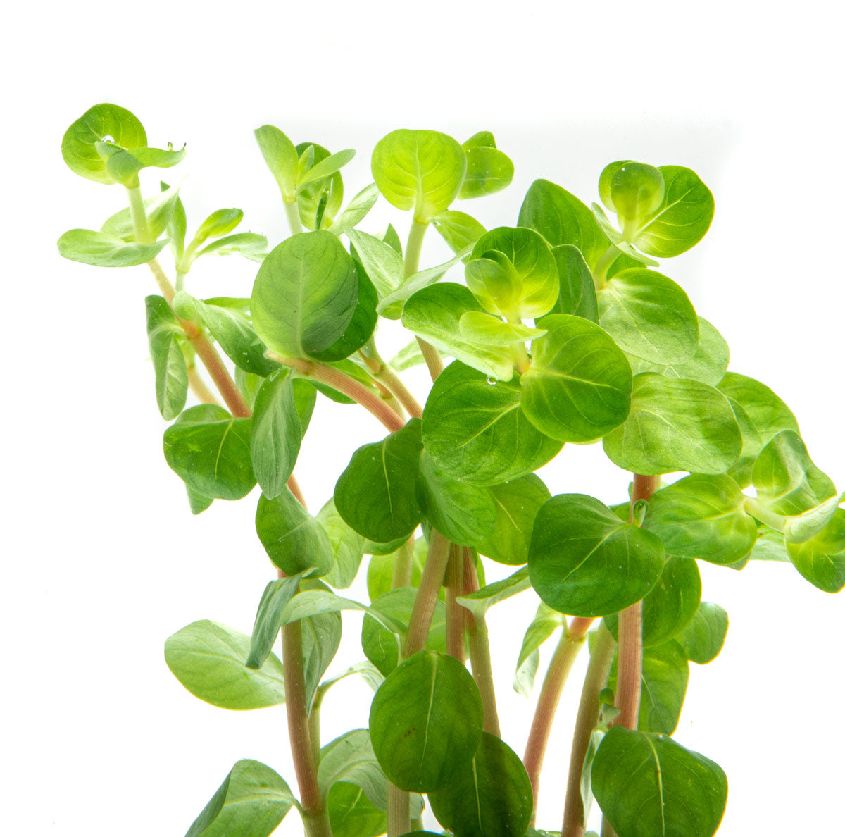 Rotala Fujian Aquatic Plant for Freshwater Aquariums - Perfect for Aquascaping, Fish Tanks & Planted Aquariums