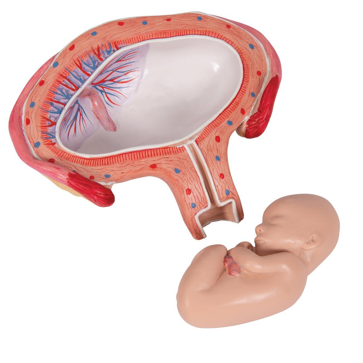 4-Month Fetal Development Model - Accurate Abdominal Position Anatomy for Medical Education & Pregnancy Study - Perfect for OBGYN Training, Midwife Practice & Parenting Classes