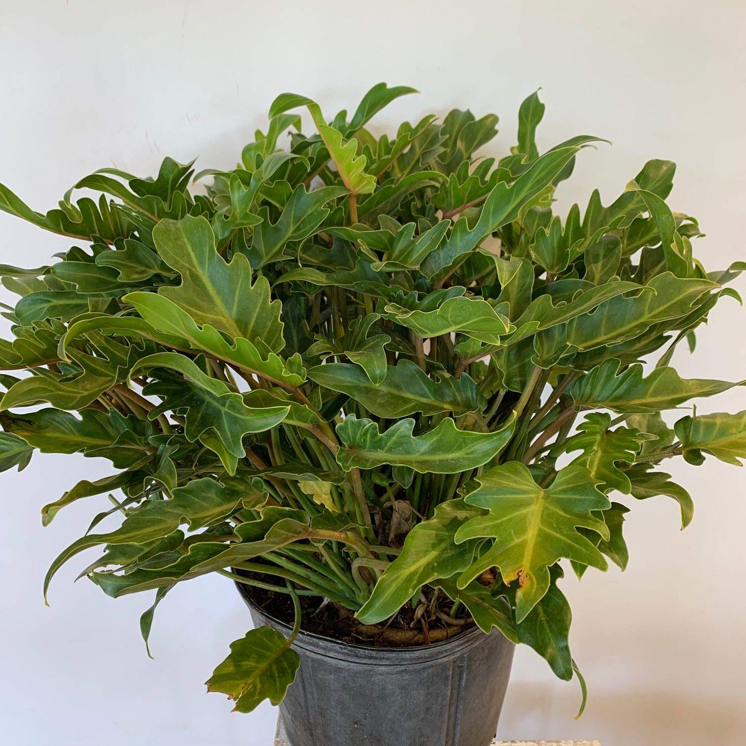 Xanadu Cut Leaf Philodendron Live Plant - 10 Inch Pot, Philodendron Xanadu - Compact Easy Care Evergreen Shrub for Indoor & Outdoor Decor, Office Plants, Home Gardening