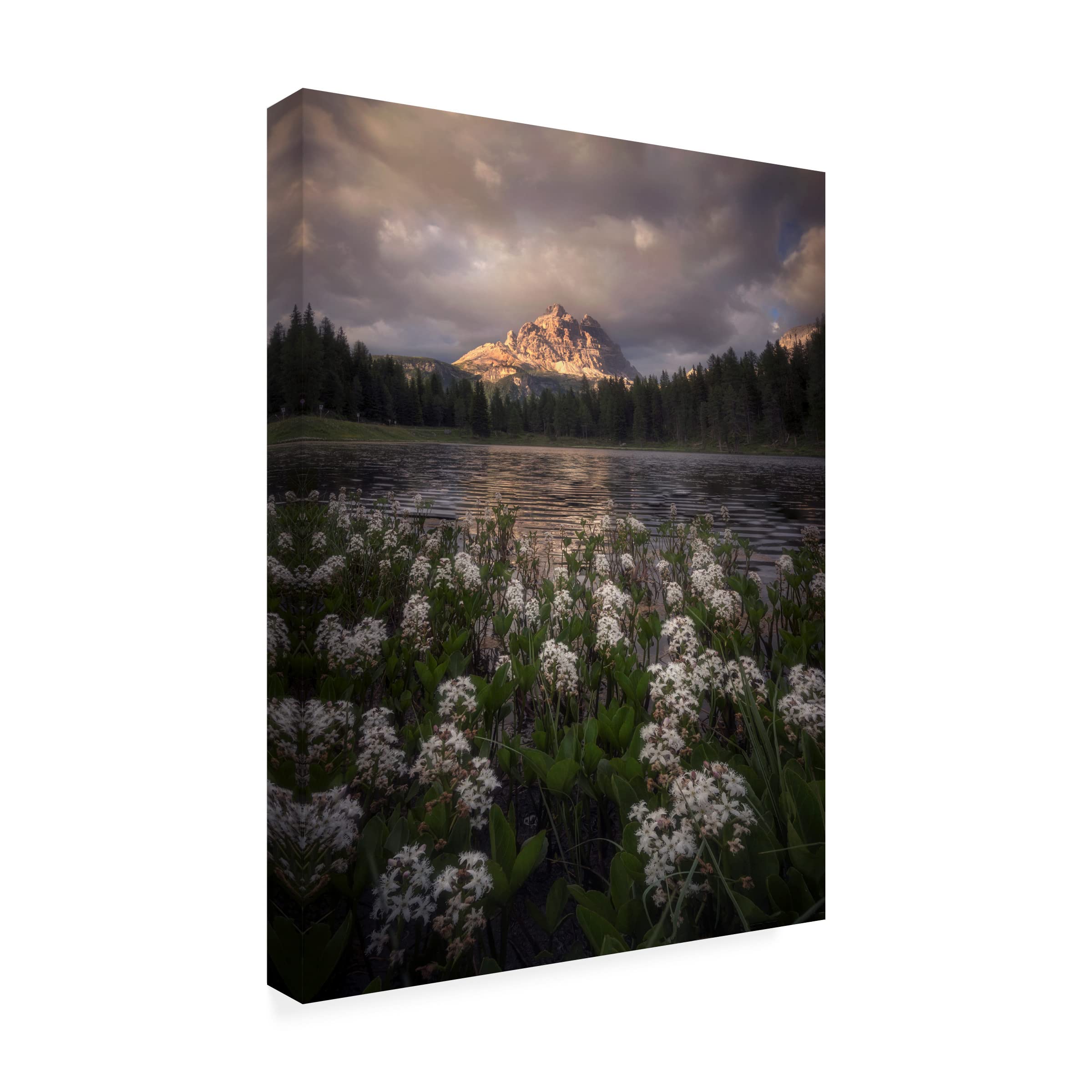 Ricardo Gayan 'Flowering' Canvas Wall Art Print - Modern Botanical Home Decor for Living Room, Bedroom & Office | Trademark Fine Art Collection