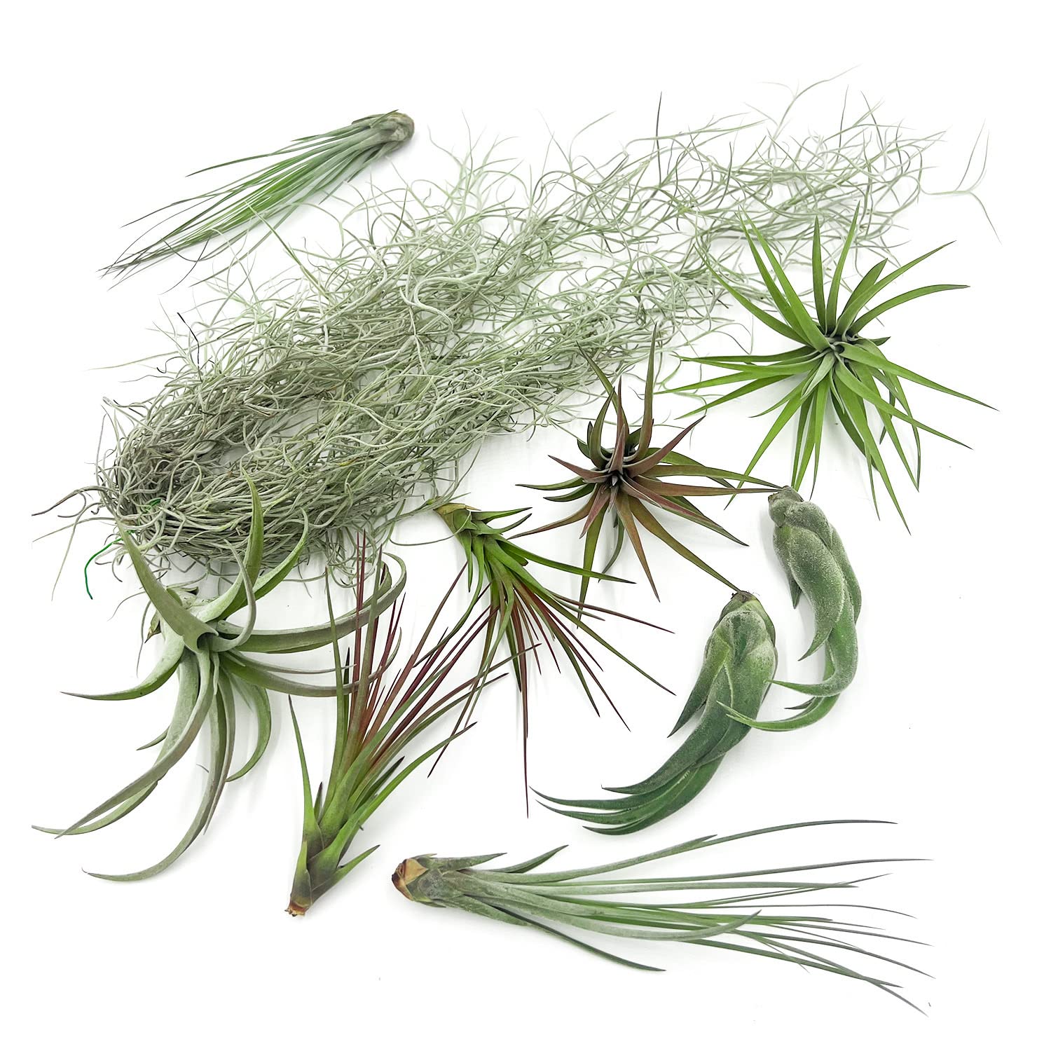 Live Air Plants - Tillandsia Gift Box TOR Variety Pack (10 Large Plants 4-10 inches) with 15 inch Spanish Moss - Low Maintenance Indoor Plants for Home Décor, Office & Terrarium - Live Arrival Guaranteed
