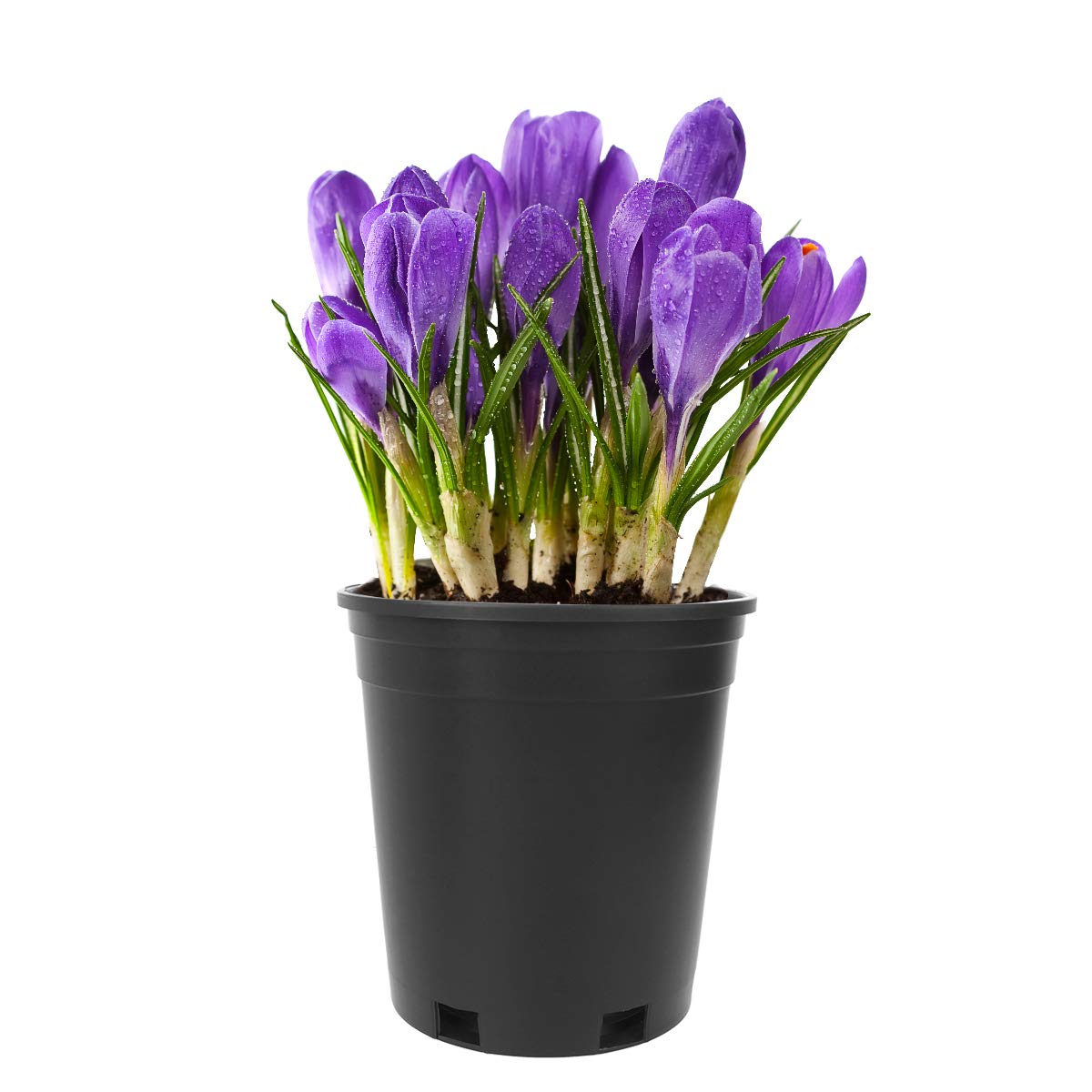 **Cabilock 5-Pack Thick Plastic Round Plant Pots - 1 Gallon Tree Growing Bucket, Balcony Garden Planters for Indoor & Outdoor Plants (Black) - Perfect for Herbs, Flowers, and Small Trees**