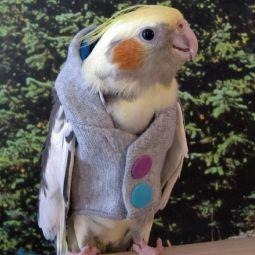 Avian Fashions Rainbow Hoodie - Stylish & Comfortable Pullover Sweatshirt for Men & Women | Perfect for Casual Wear, Street Fashion & Outdoor Activities