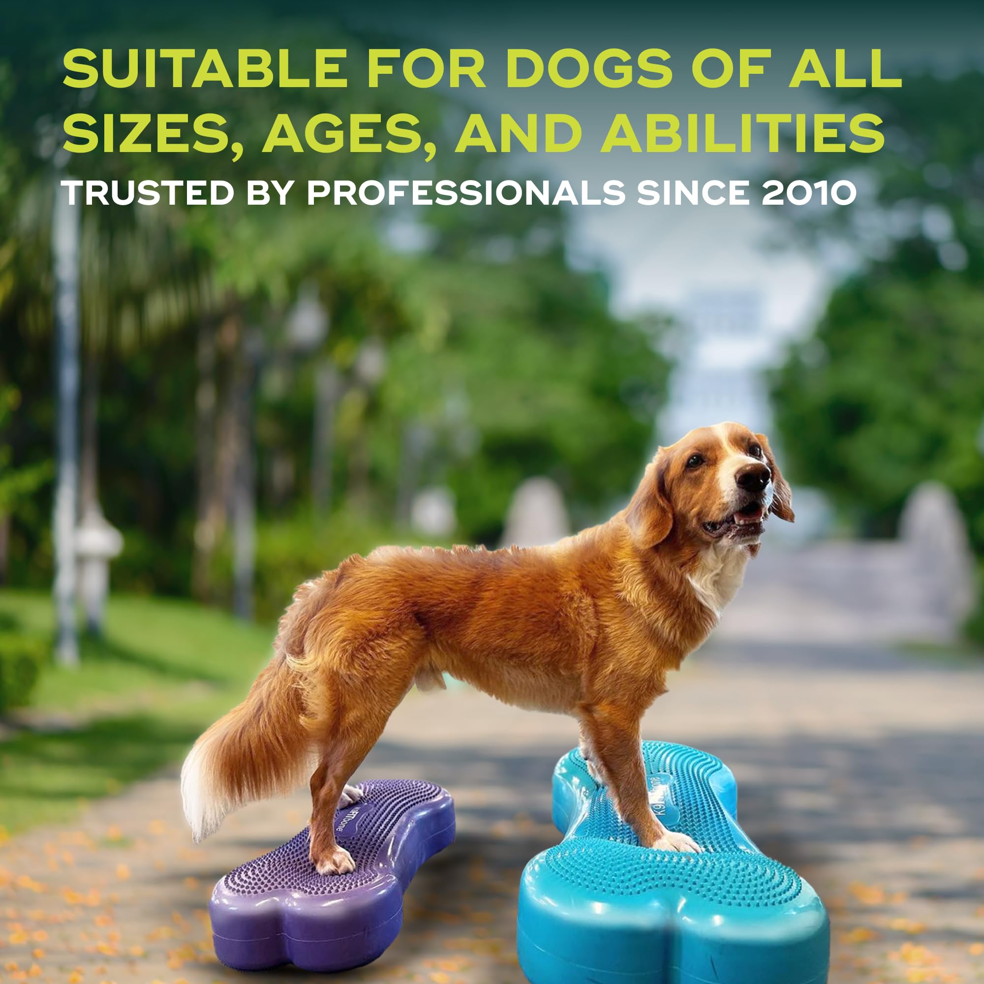 FitPAWS K9FITbone Regular Purple Dog Balance Training Platform - Core Strength & Stability Exercise Equipment for Canine Fitness - Perfect for Agility Training, Rehabilitation & Home Workouts