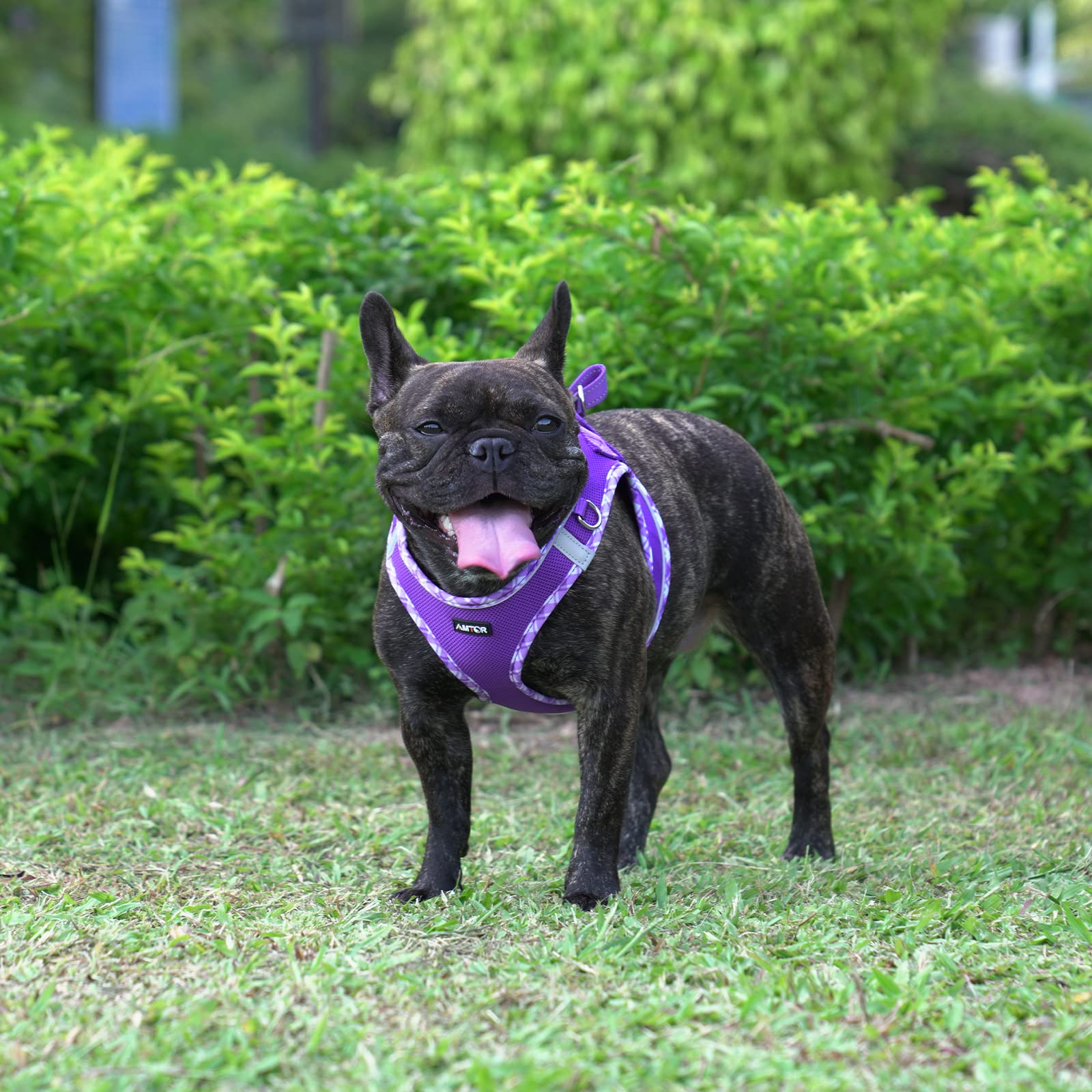 AMTOR No-Pull Small Dog Harness with Leash Set - Escape Proof Step-in Vest for Puppy Training & Walking | Reflective Soft XS/S/M/L Sizes for Safety | Perfect for Outdoor Adventures, Night Walks & Pet Travel (Purple, Large)