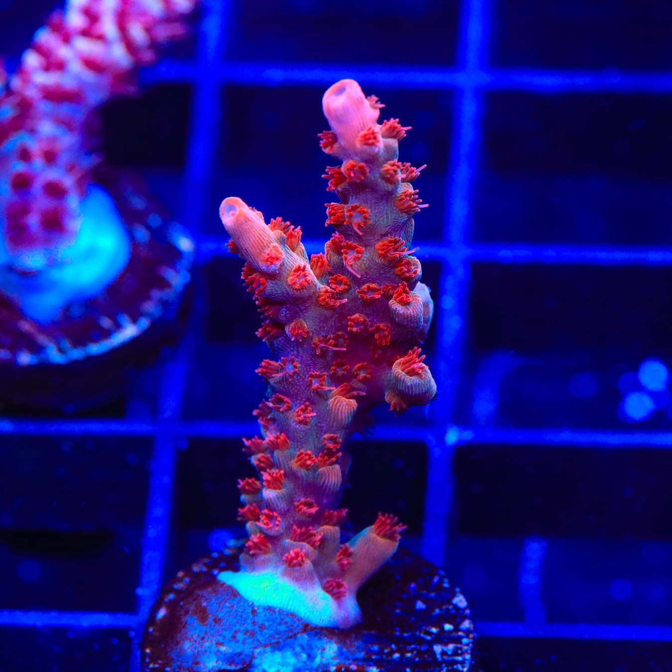 Premium CB Maleficent Acropora Coral for Saltwater Aquariums - Vibrant Purple & Green SPS Coral for Reef Tanks - Perfect for Beginners and Advanced Hobbyists - Enhance Your Underwater Aquascape with This Stunning Coral Centerpiece