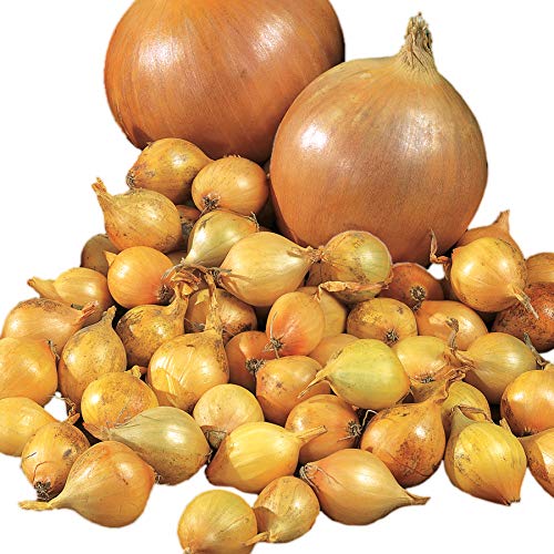 Candy Hybrid Onion