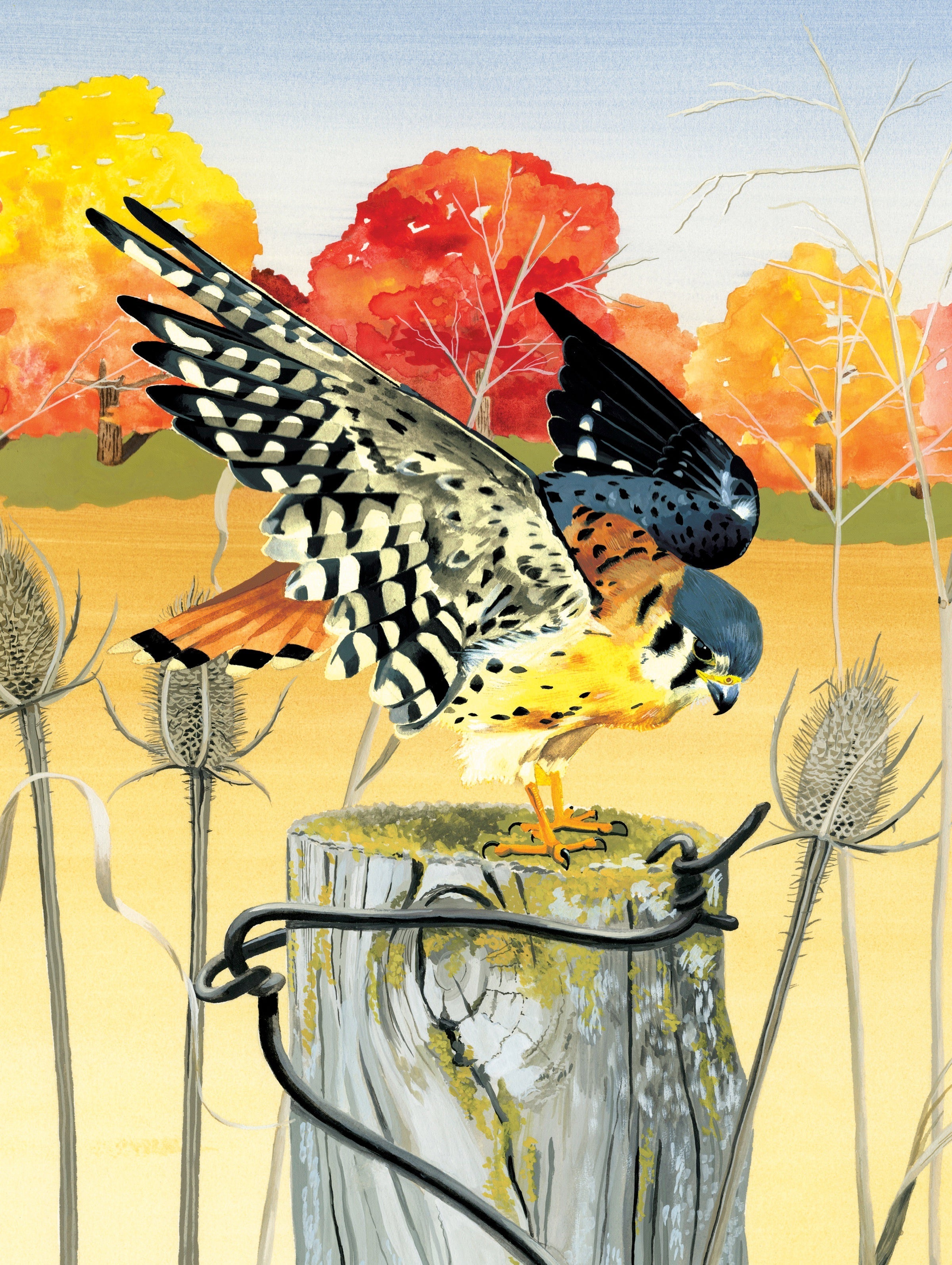 American Kestrel Puzzle - 500 Piece Bird Jigsaw Puzzle for Adults & Kids - Fun & Challenging Wildlife Puzzle for Family Game Night, Classroom Activities, and Relaxation