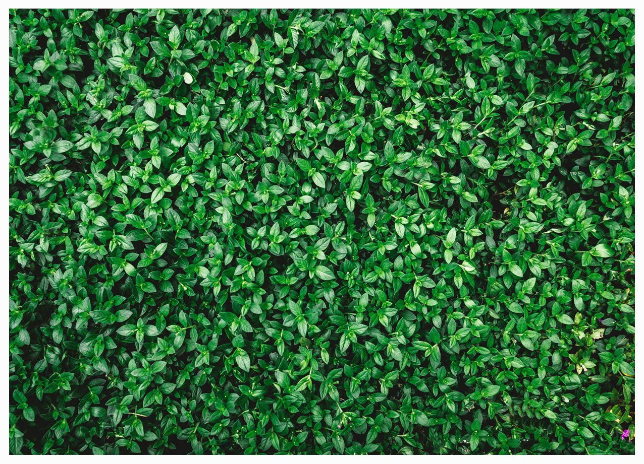 WOLADA 6x4FT Green Grass Photography Backdrop - Spring Green Leaves Background for Birthday Parties, Weddings & Newborn Photos - Perfect for Indoor/Outdoor Events & Studio Shoots