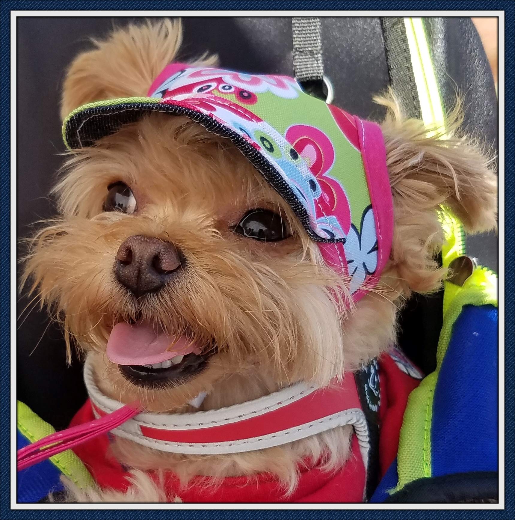 Polka Dot Pink Dog Hat - Cute & Stylish Pet Accessory for Small & Medium Dogs - Perfect for Photos, Parties & Outdoor Adventures